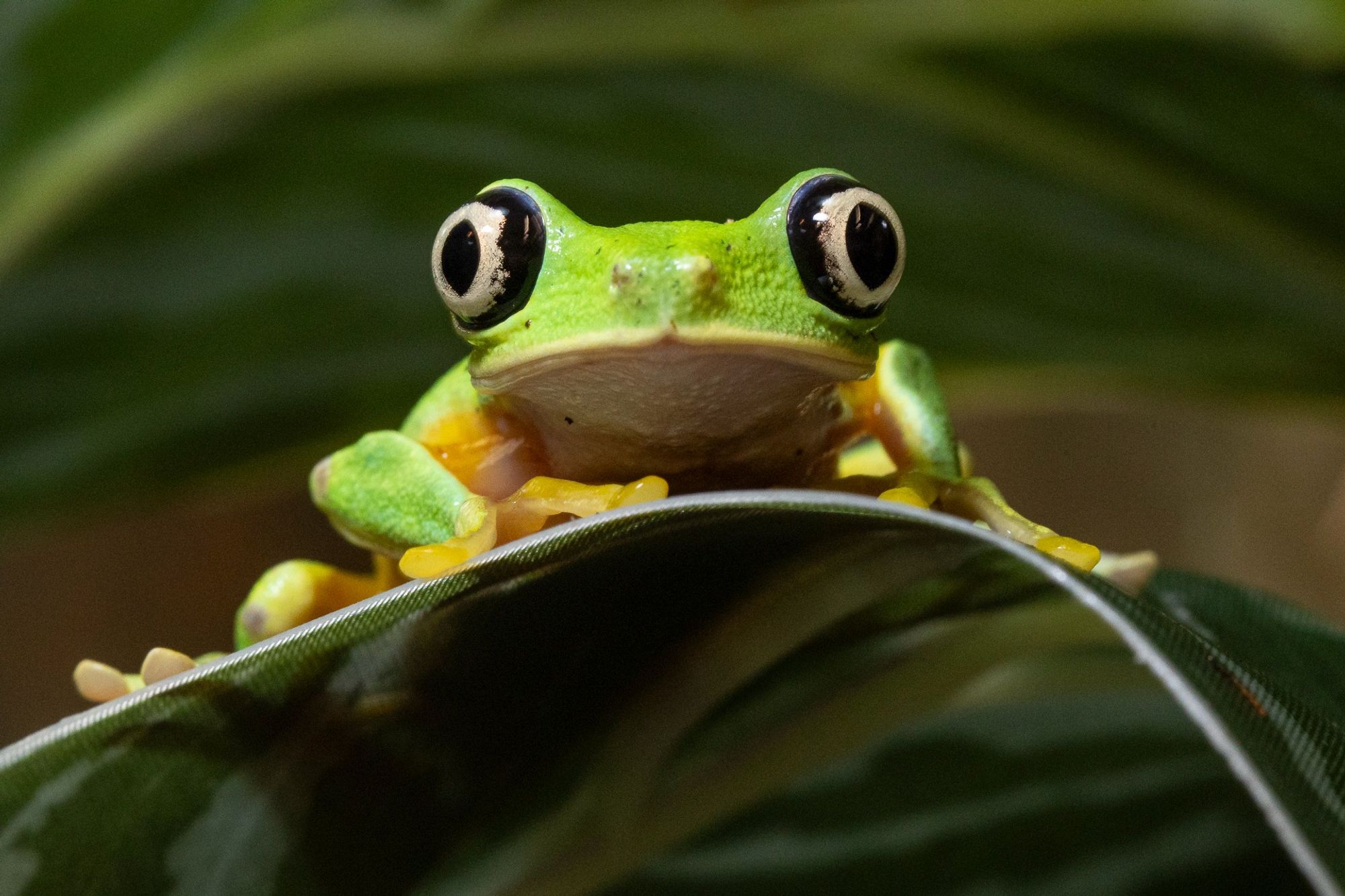 Small frog on a leaf