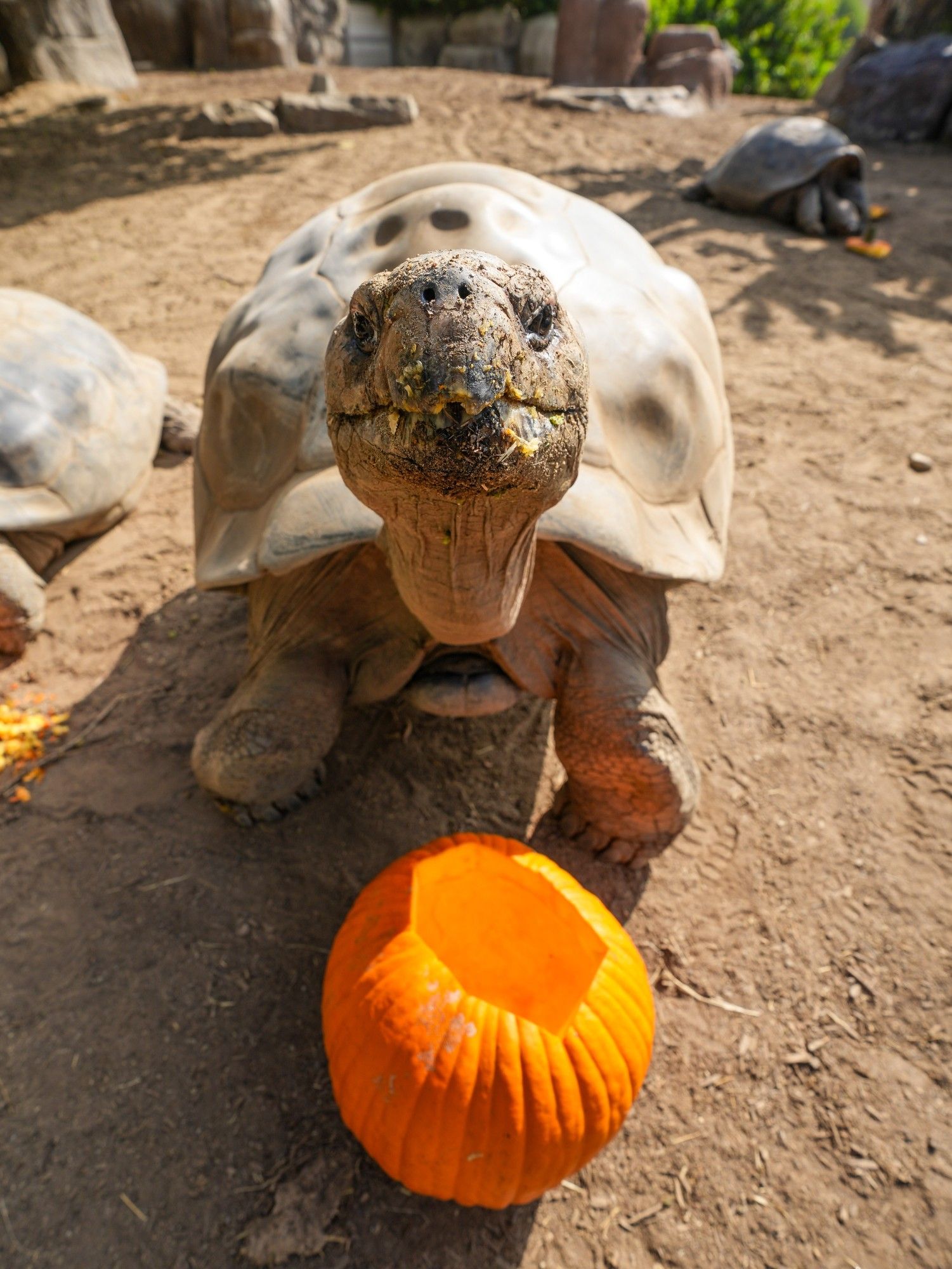 Galapagos tortoise and a pumpkin