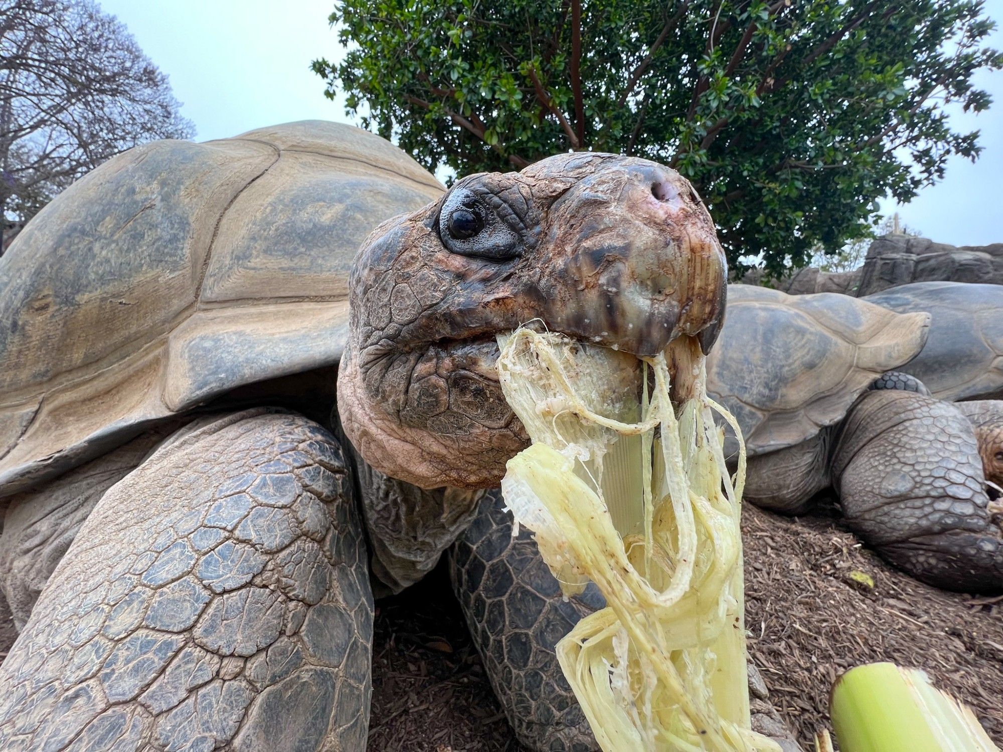 Tortoise eating banana stalk