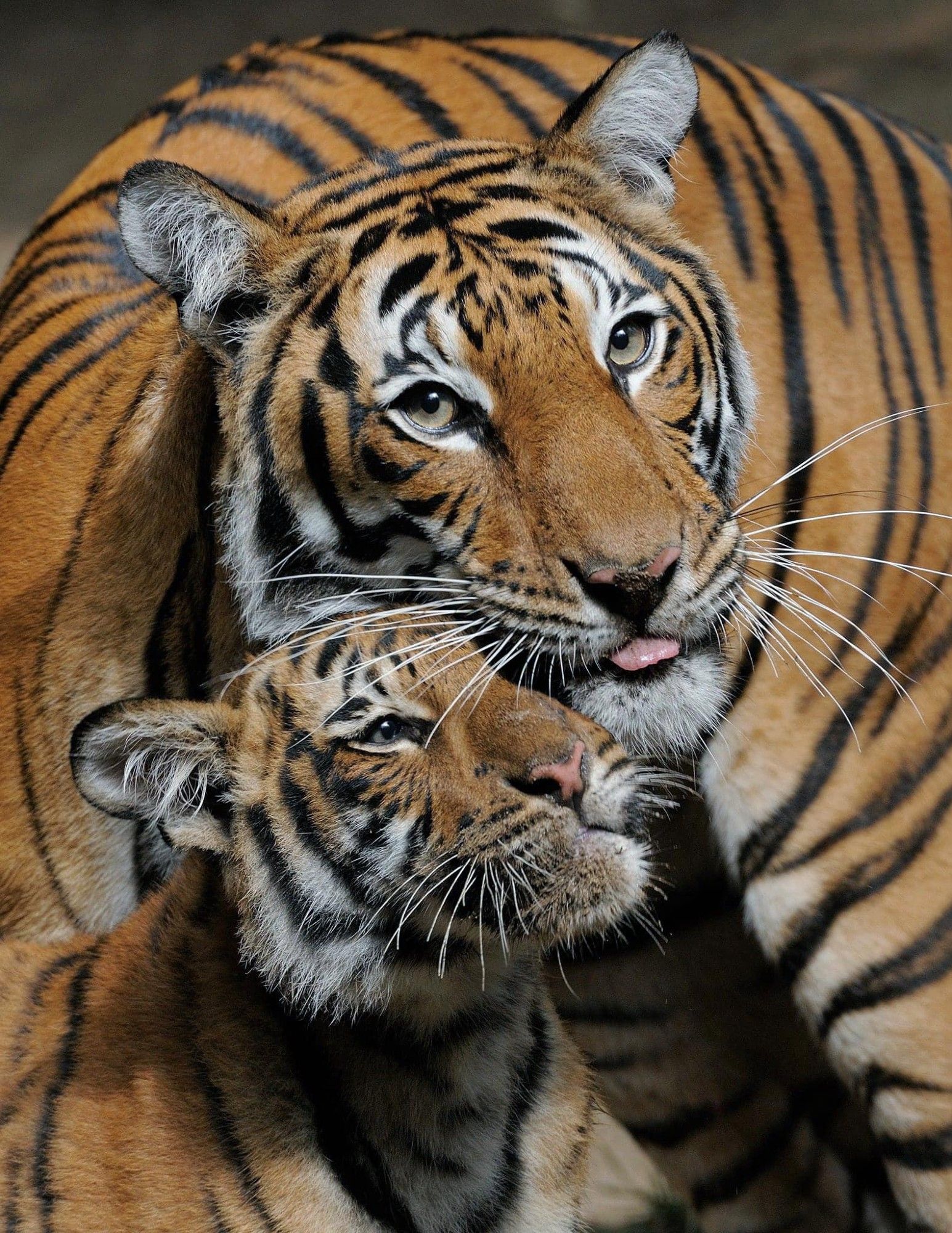 Throwback photo of Connor the Malayan tiger and mom, Mek