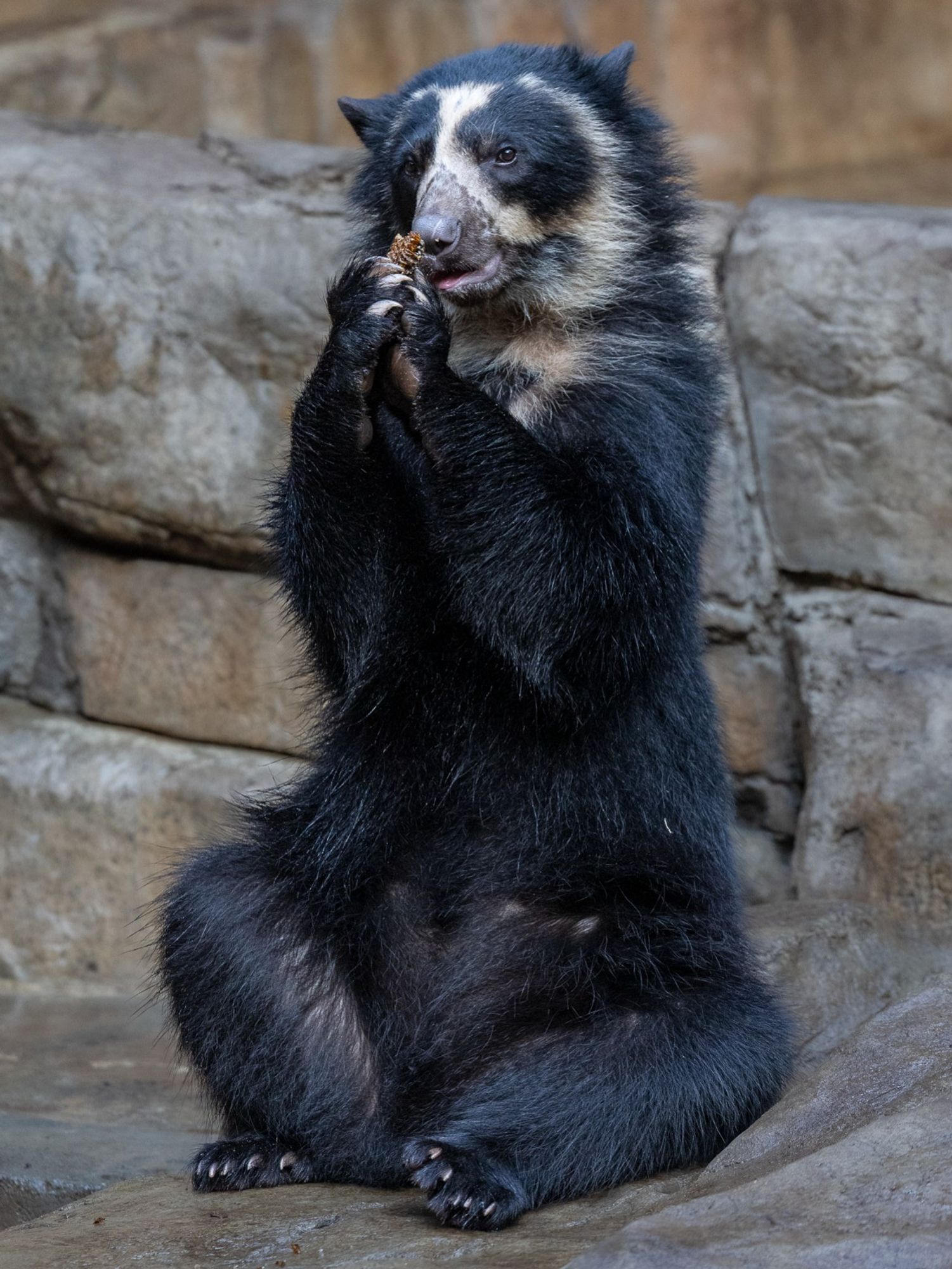 Andean bear cub eating honeycomb