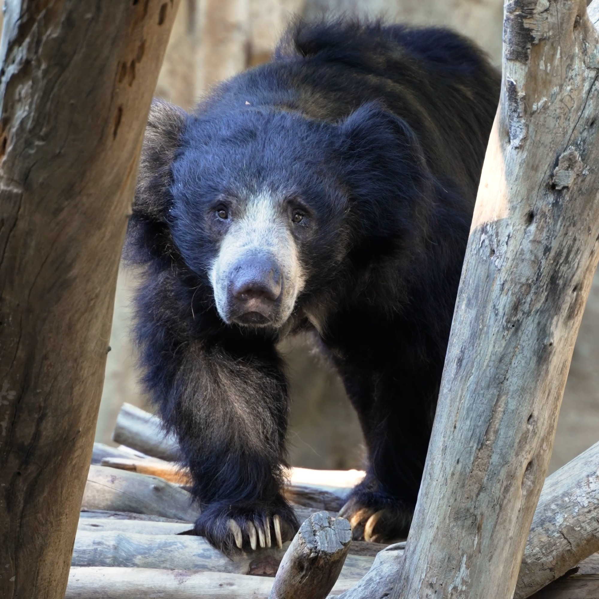 Sloth bear looking through tree trunks