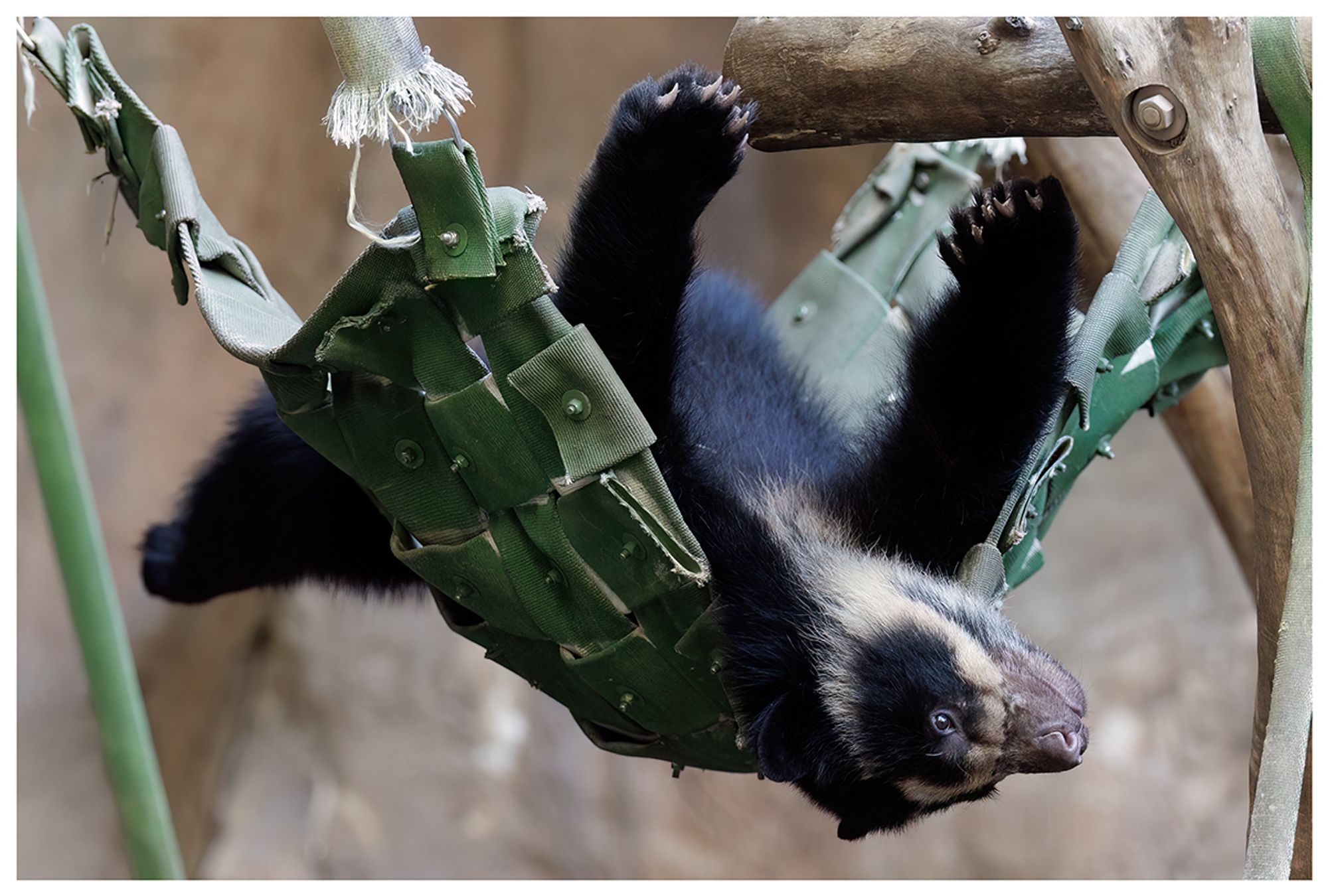 Andean bear hanging in a hammock