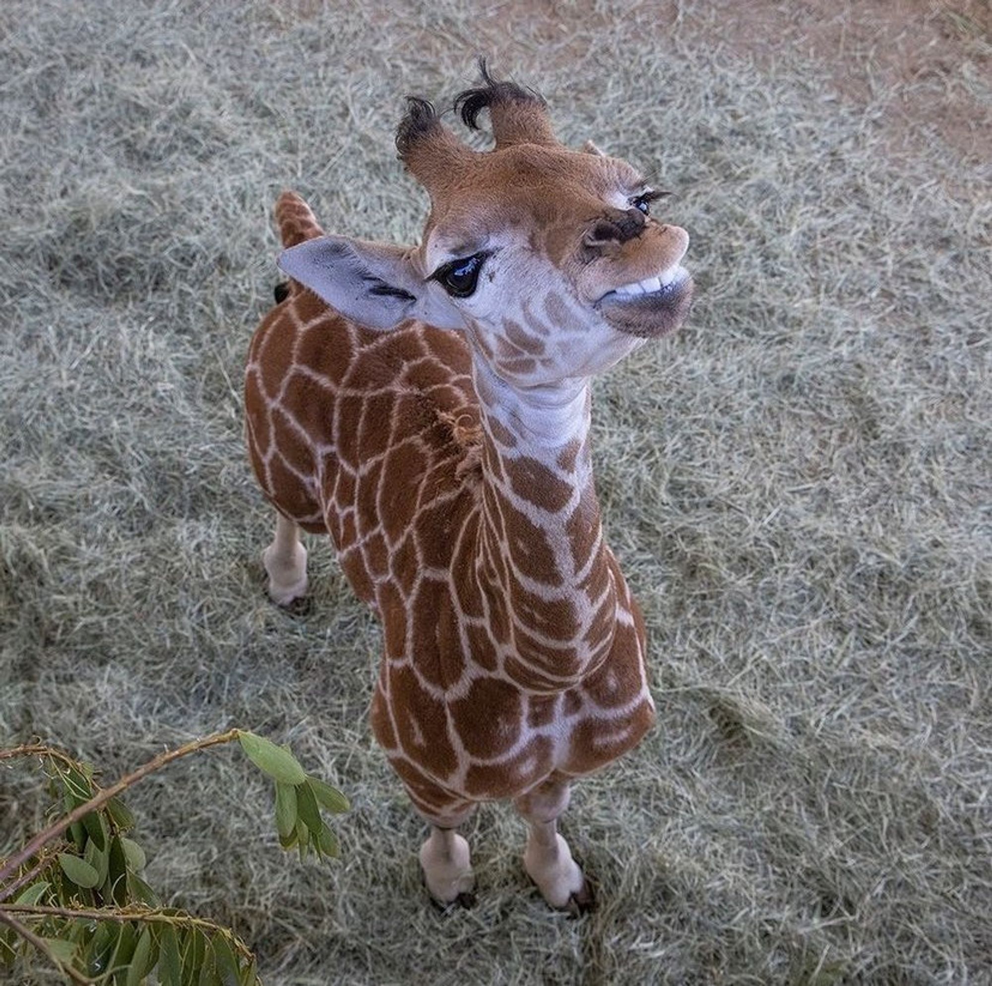 Giraffe showing her teeth