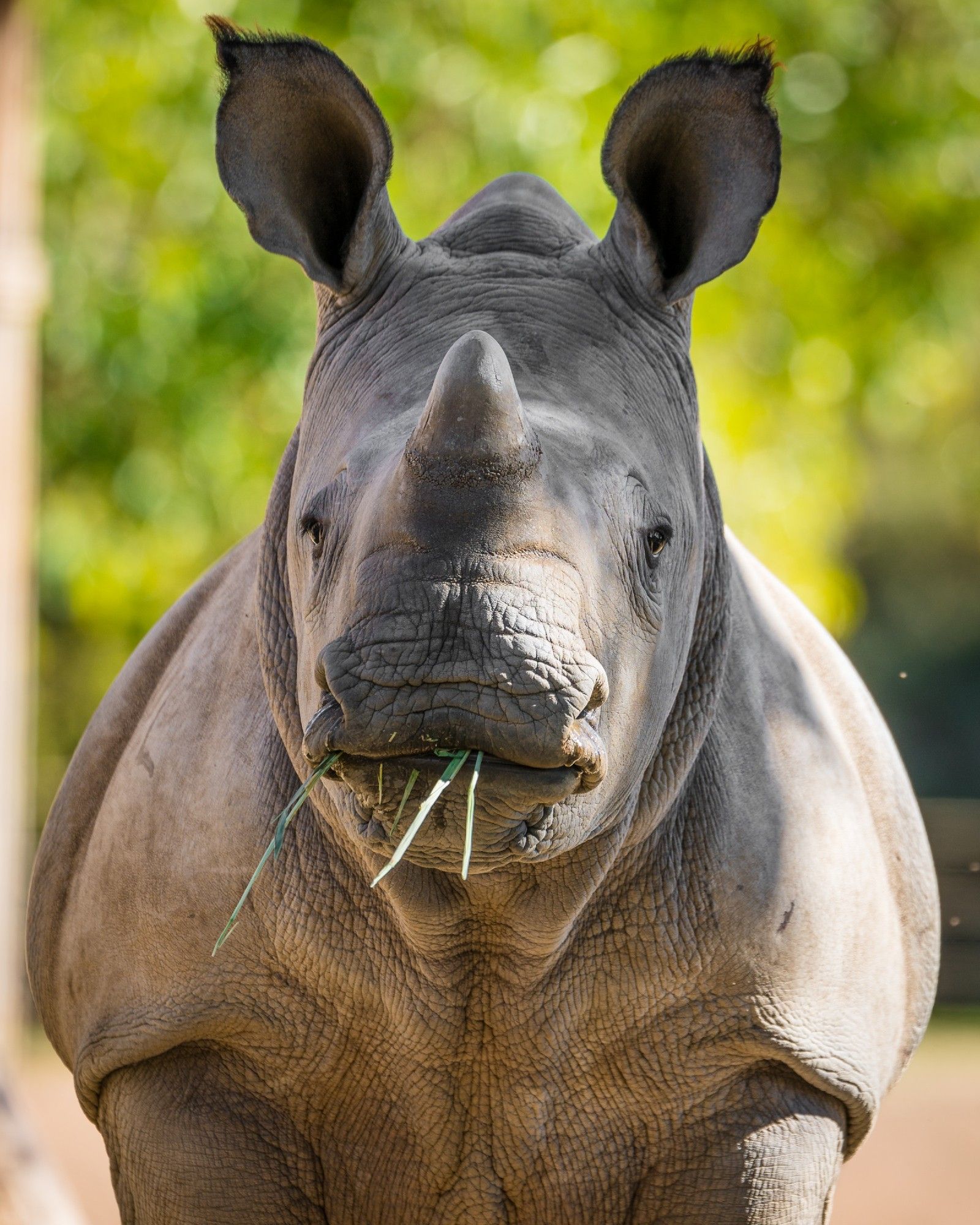 Rhino eating grass