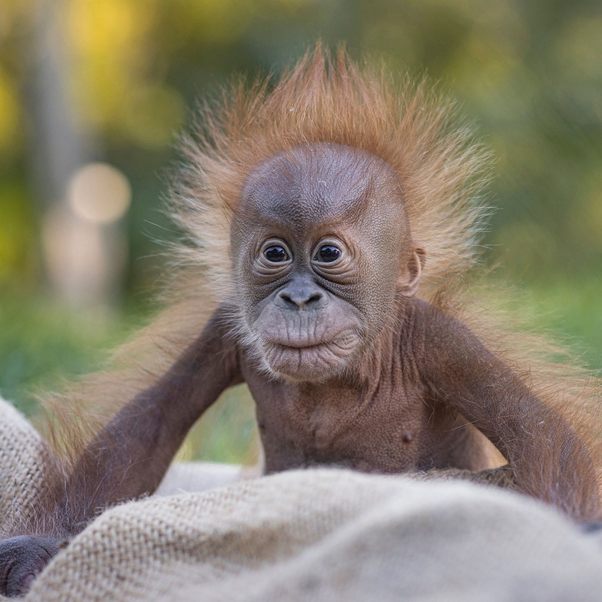 Orangutan infant, Kaja