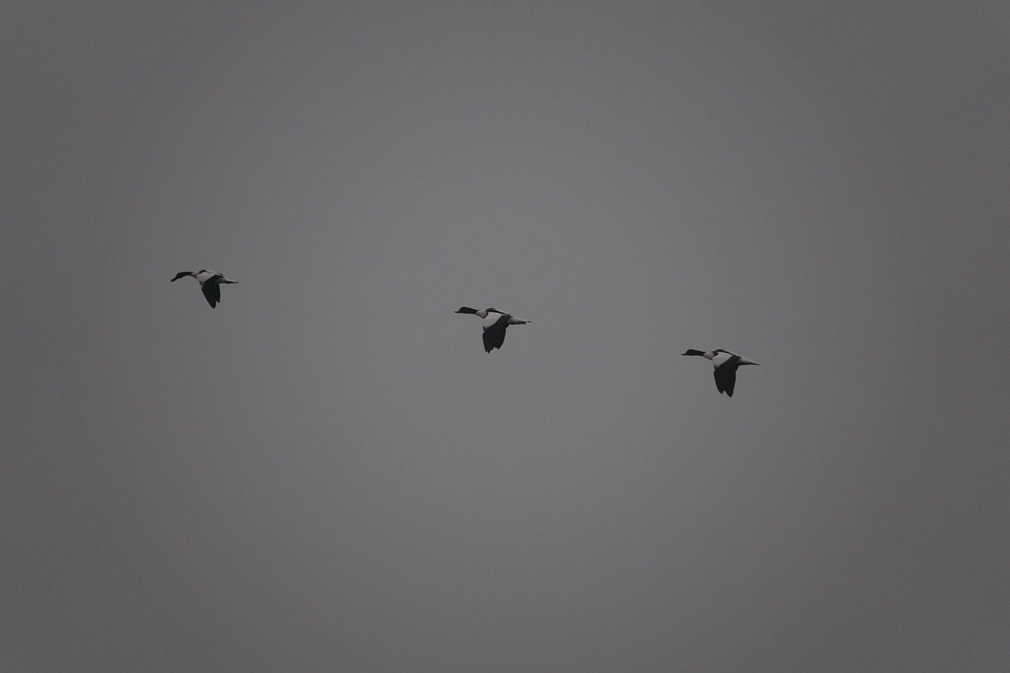 3 Shelducks