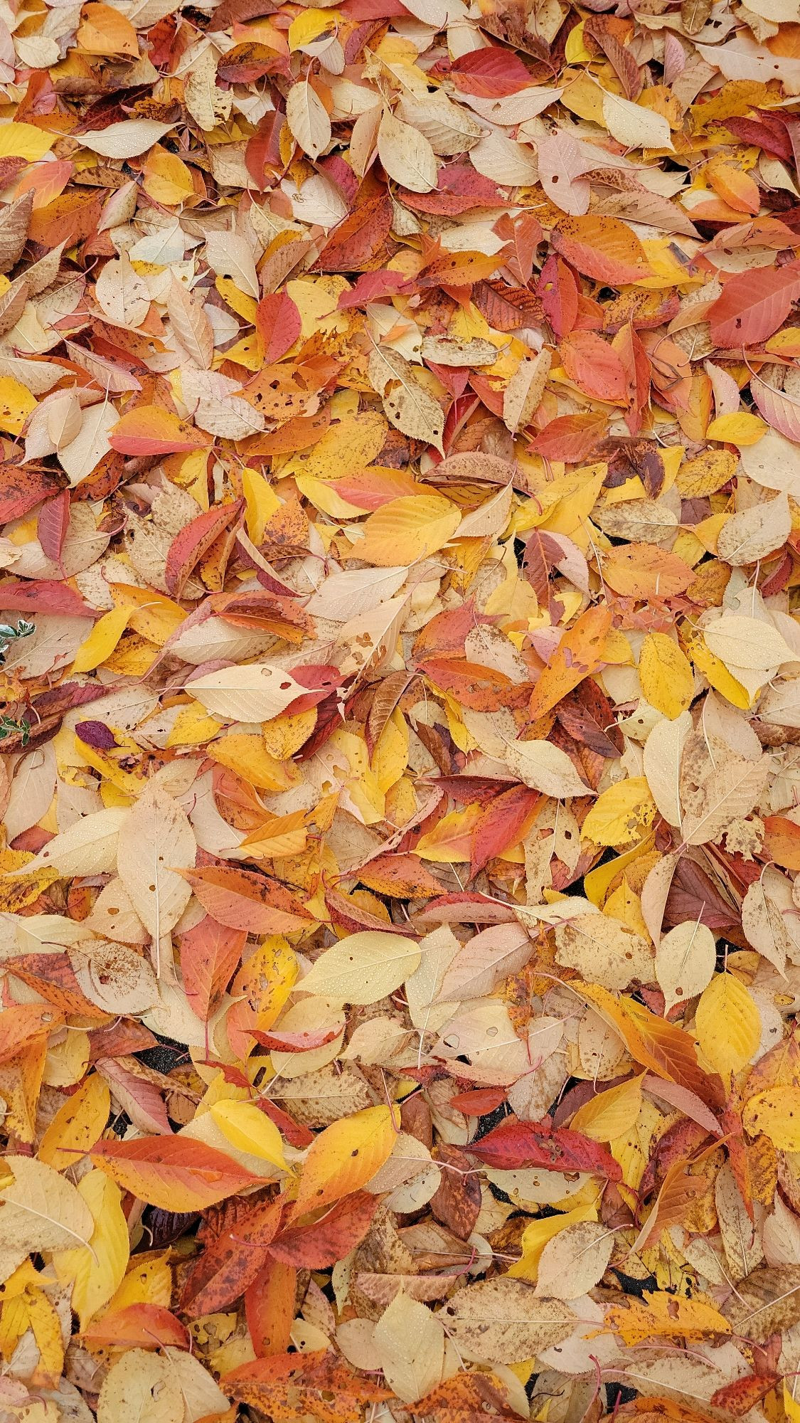 Cherry tree leaves