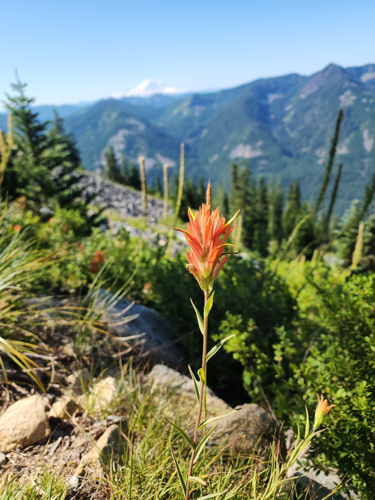 An orange flower called Indian paintbrush, with a view of Tahoma (aka Mount Rainier) in the background.