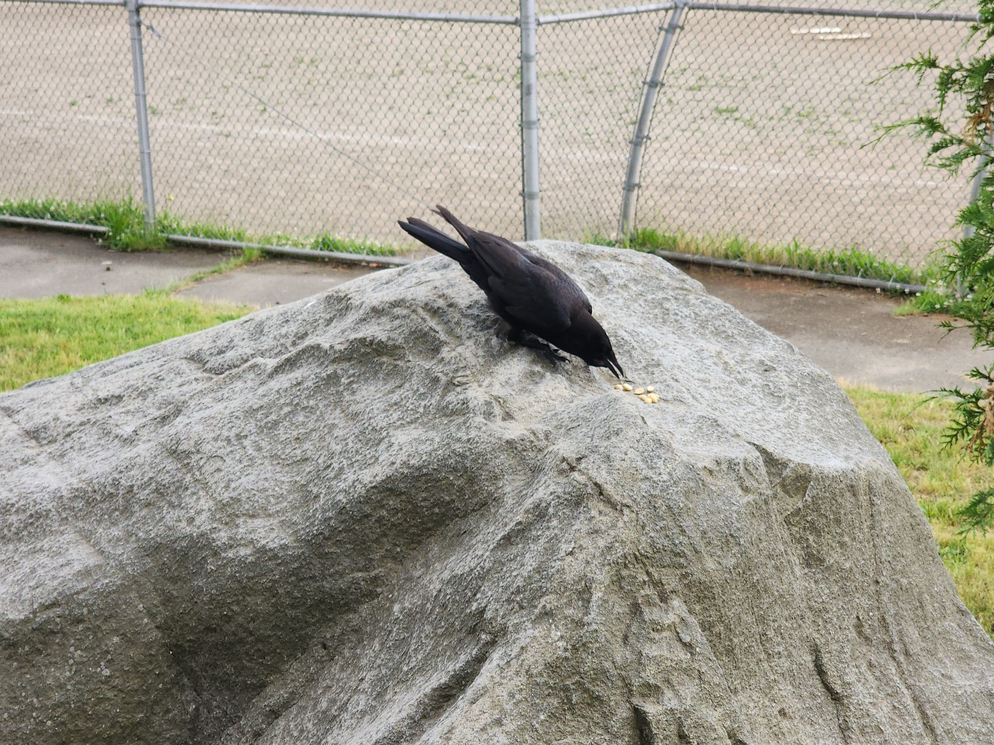 A crow on top of a large boulder partaking of a small pile of peanuts.