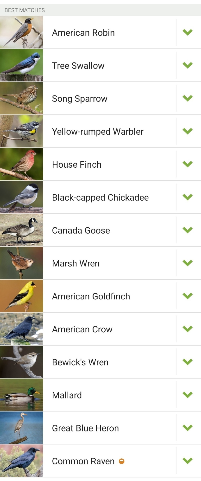 The Merlin list of birds: American Robin, tree swallow, song sparrow, yellow-rumped warbler, house finch, black-capped chickadee, Canada goose, marsh wren, American goldfinch, American crow, Bewick's wren, mallard, great blue Heron, common raven.