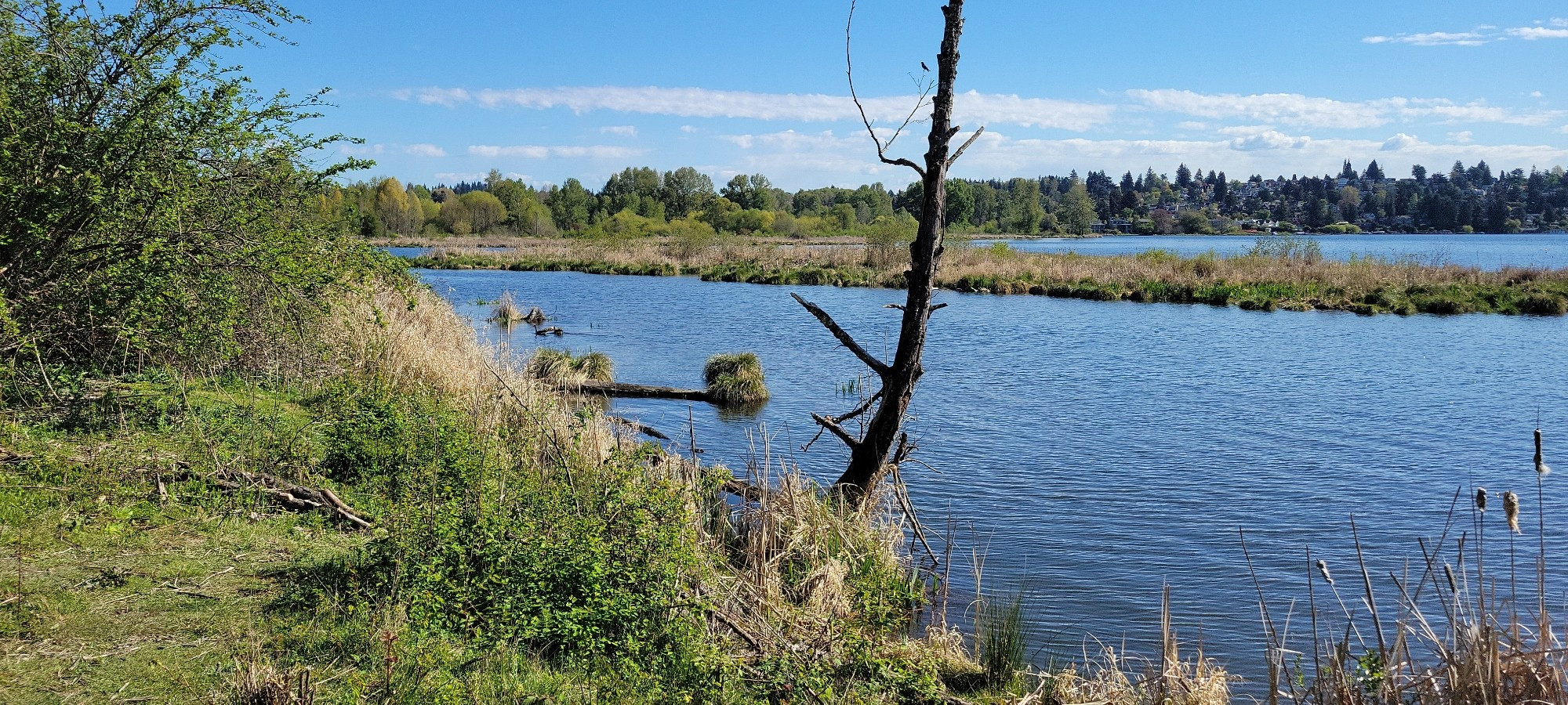 A view of Lake Washington at a grassy shore, with a small grassy island in the distance. There's a snag (standing dead tree) at the shore.