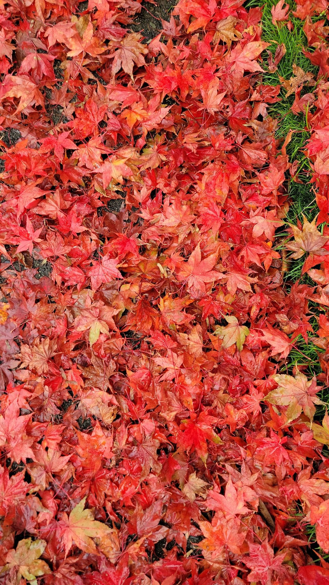 Japanese maple leaves