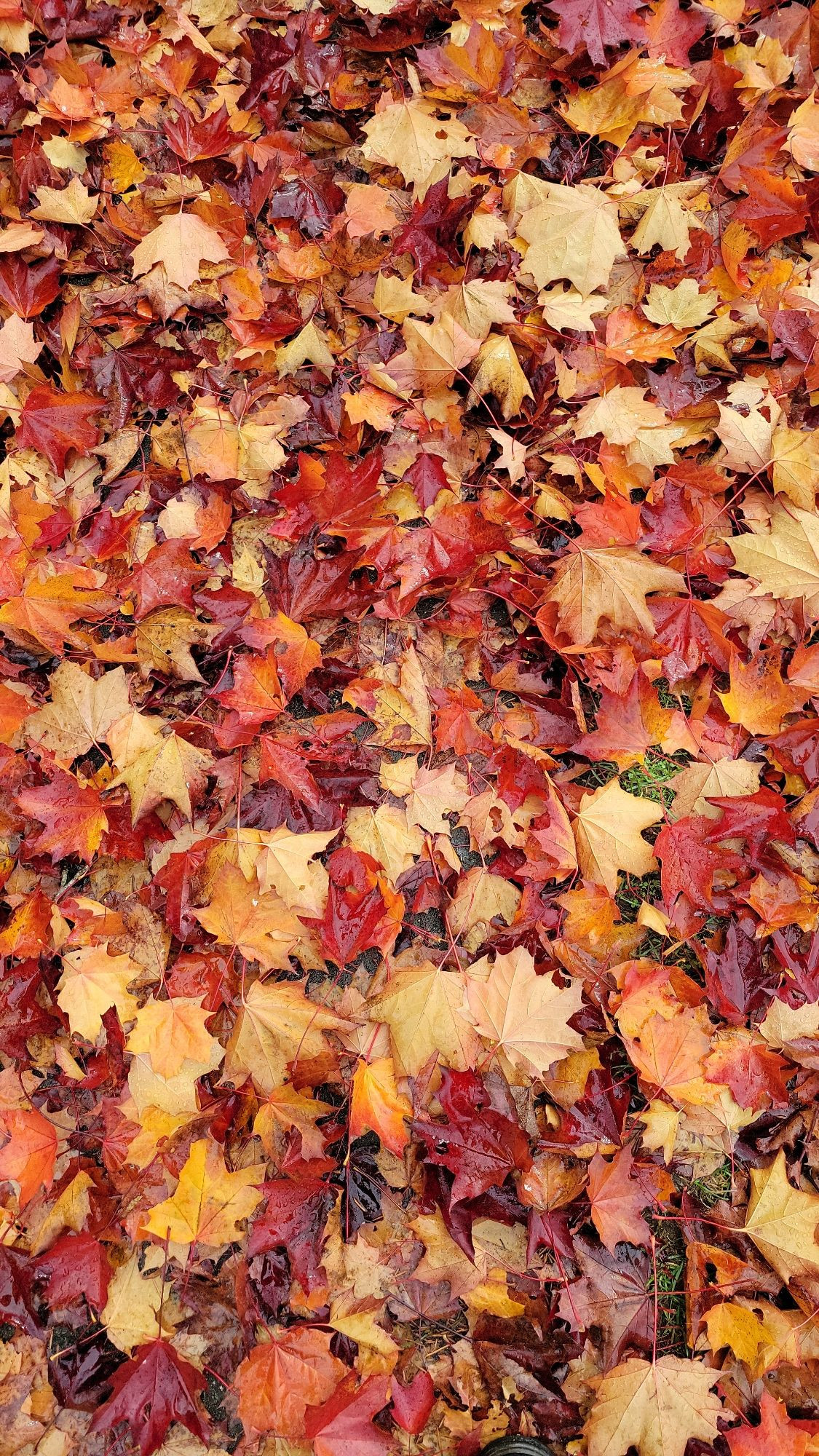 Norway maple leaves