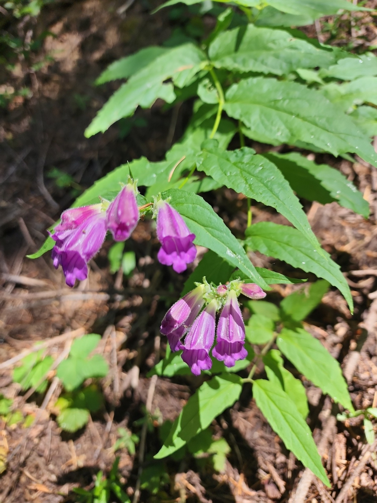 The purple flowers of the cascade penstemon