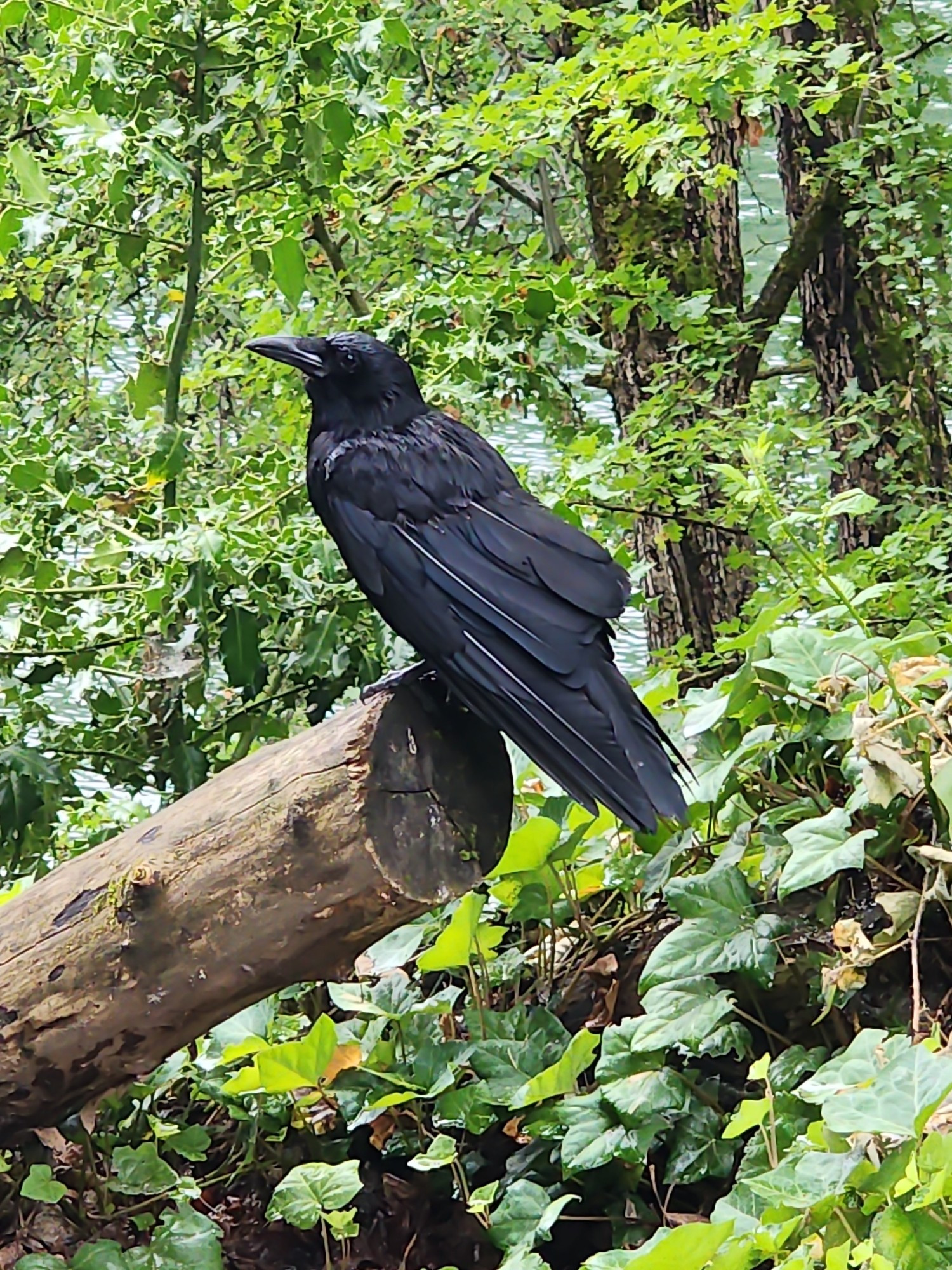 An American crow perched atop a log. You can see trees and water in the background.