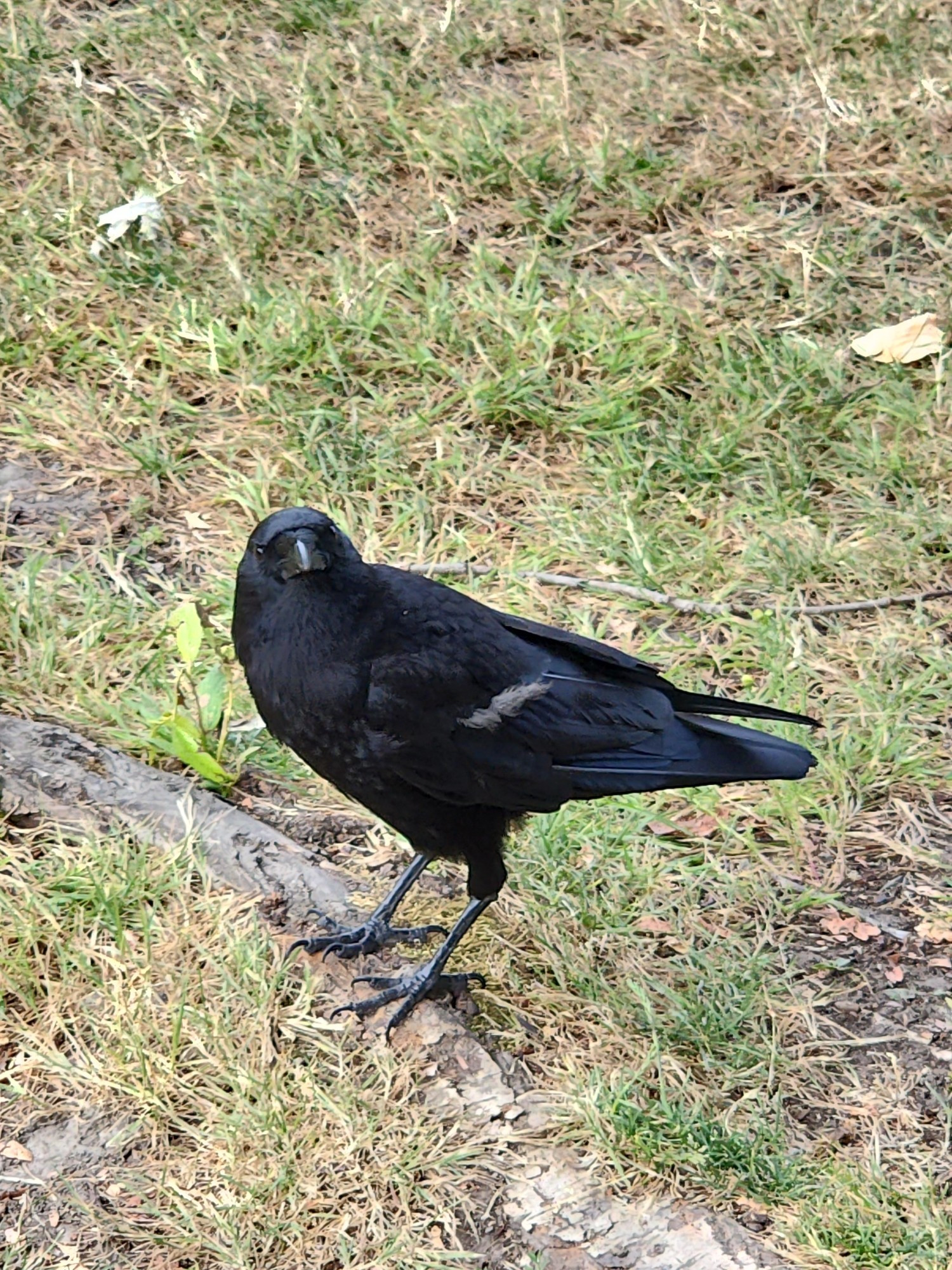 An American crow standing on a tree root in the grass.