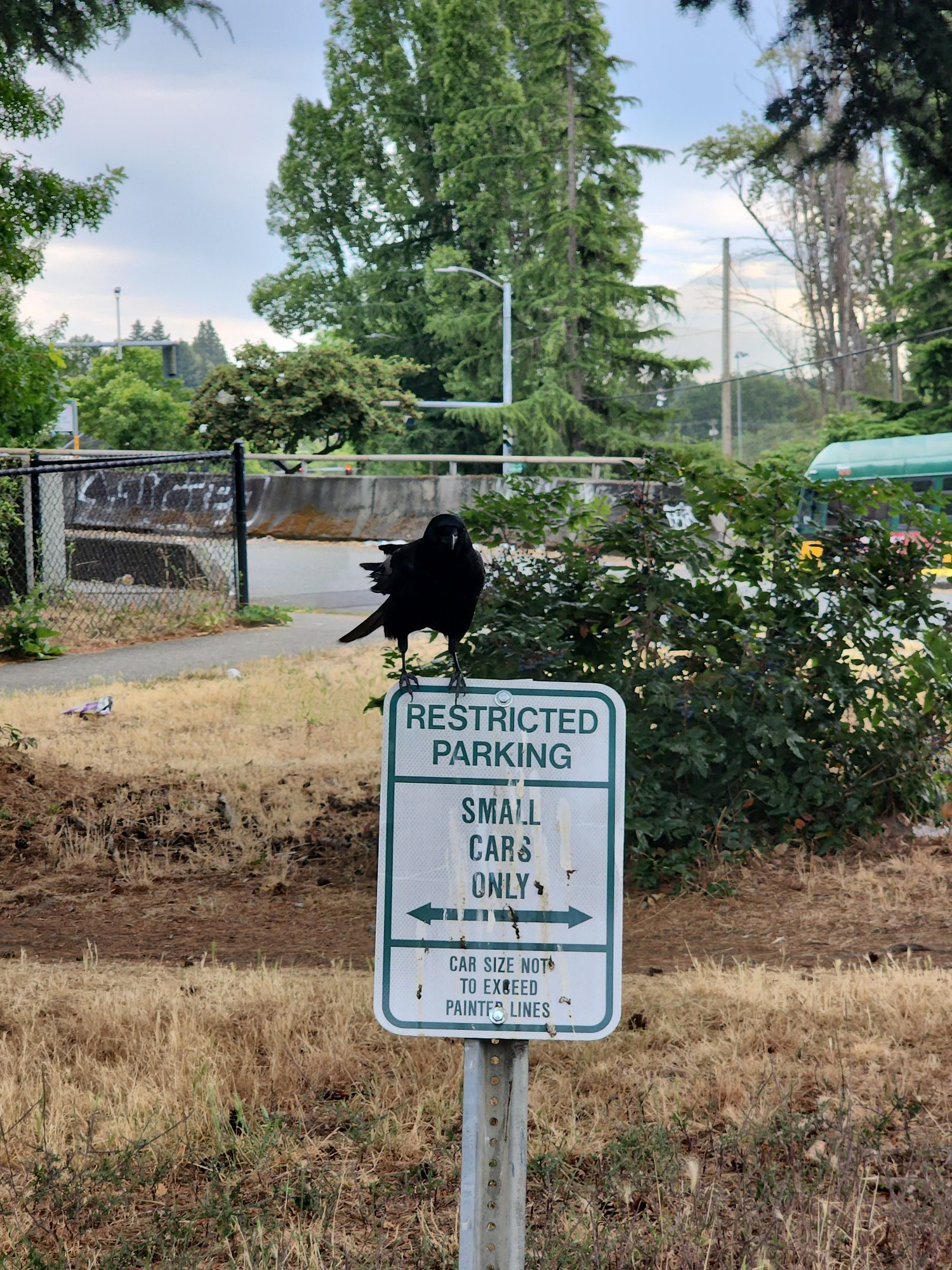 A crow perched upon a sign that says "restricted parking, small cars only." The sign is smeared with bird shit.