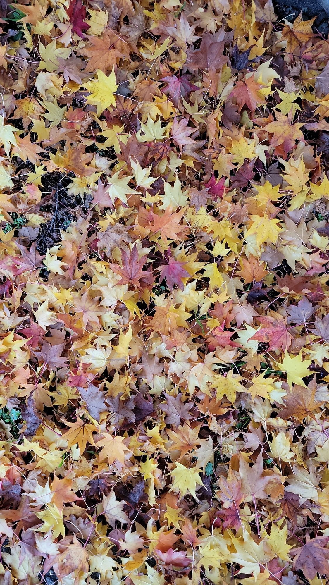 Japanese maple leaves