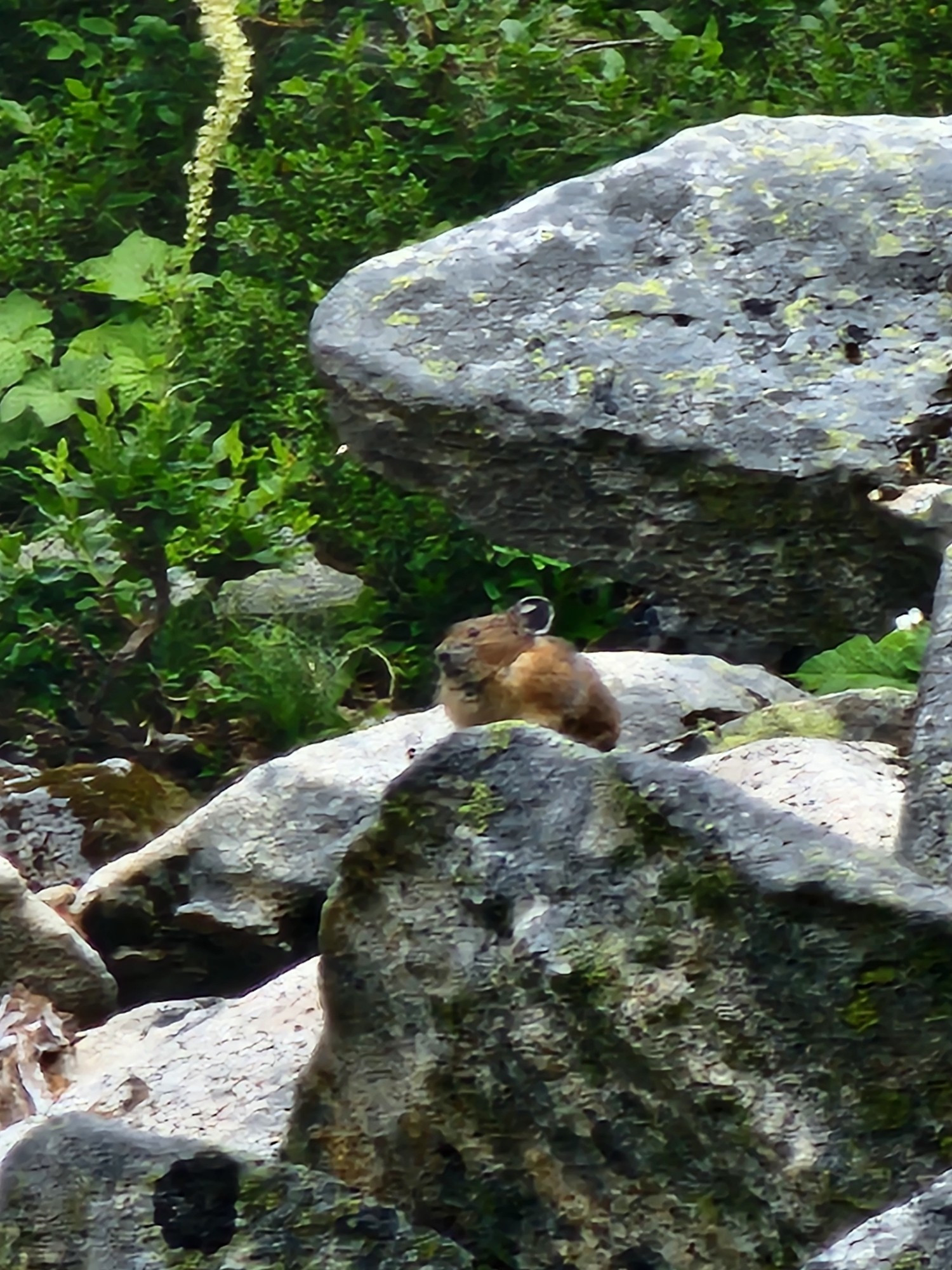 An American pika perched atop a granite boulder. The Pika is small and looks like a rabbit but with round ears. Its fur is brown.