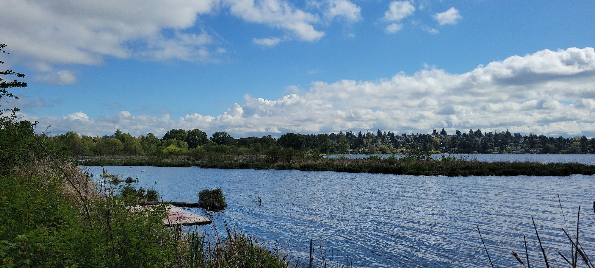 A view of Lake Washington from the shore. The sky is blue, and the clouds are large and fluffy. There's some kind of debris that washed up on the shore, looks like a sheet of drywall or insulation.