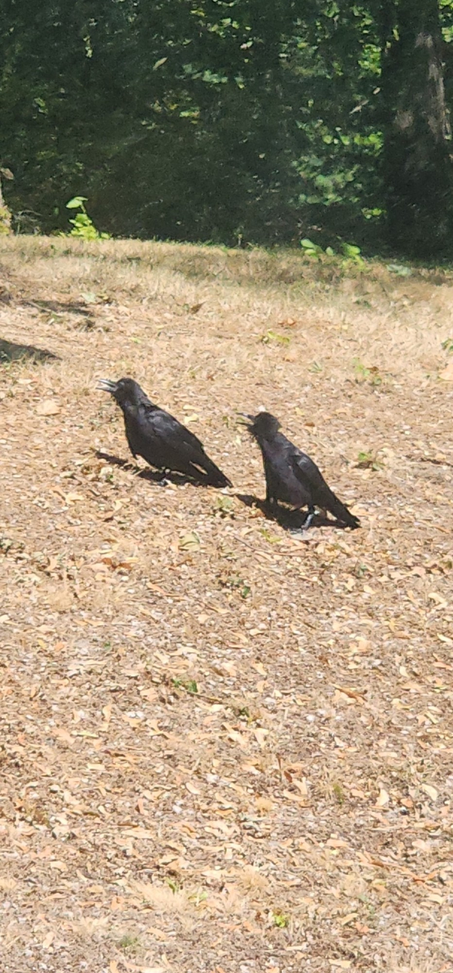 Two crows sunning themselves. Their feathers are puffed out, wings splayed, and their nictitating membranes are closed, giving them a demonic look.