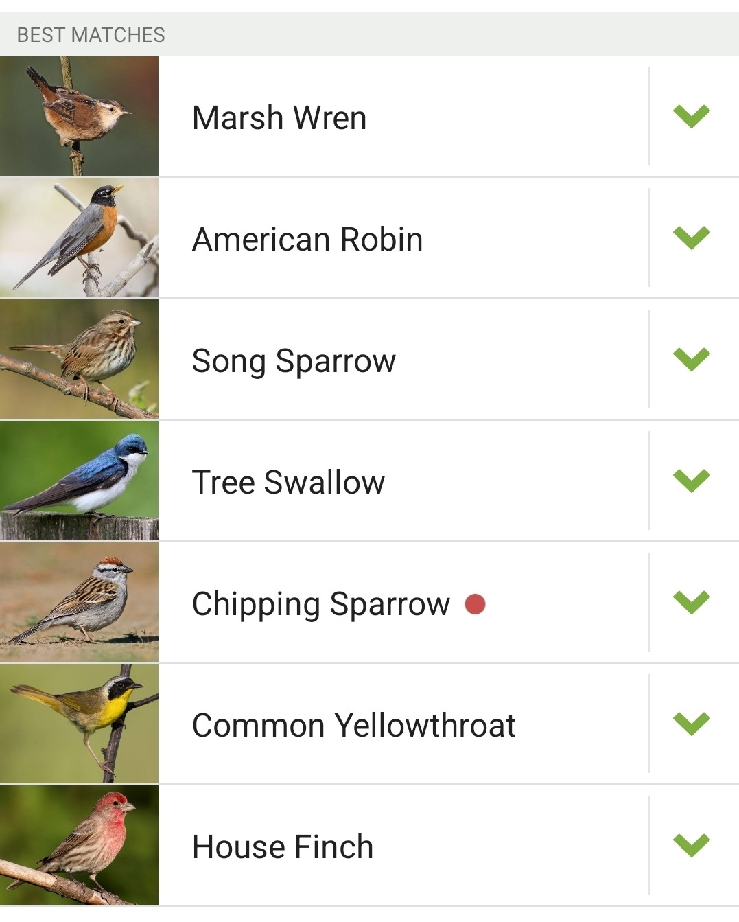 Birds detected using their calls by the app Merlin over the span of 10 minutes. The list: Marsh Wren, American Robin, Song Sparrow, Tree Swallow, Chipping Sparrow, Common Yellowthroat, House Finch