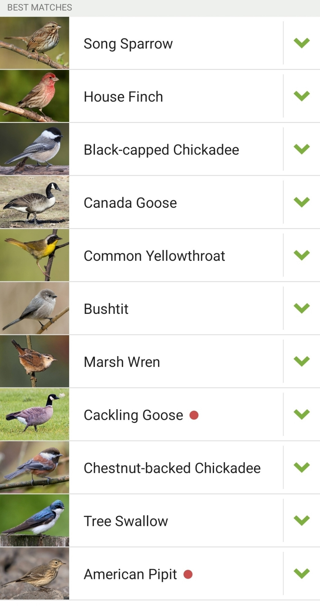 A list of birds detected by the Merlin app by their calls. The birds are: Song Sparrow, House Finch, Black-capped Chickadee, Canada Goose, Common Yellowthroat, Bushtit, Marsh Wren, Cackling Goose, Chestnut-Backed Chickadee, Tree Swallow, American Pipit