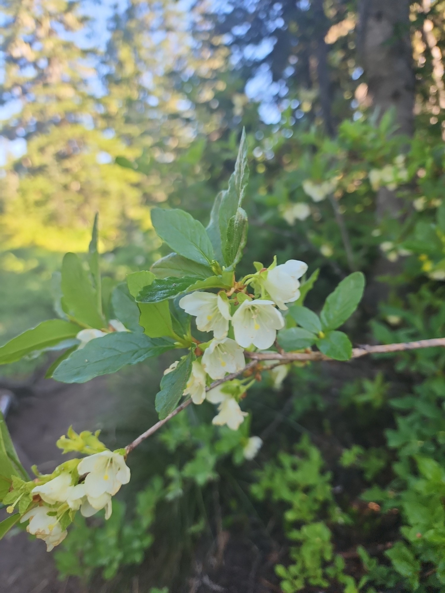 A white-flowered Rhododendron