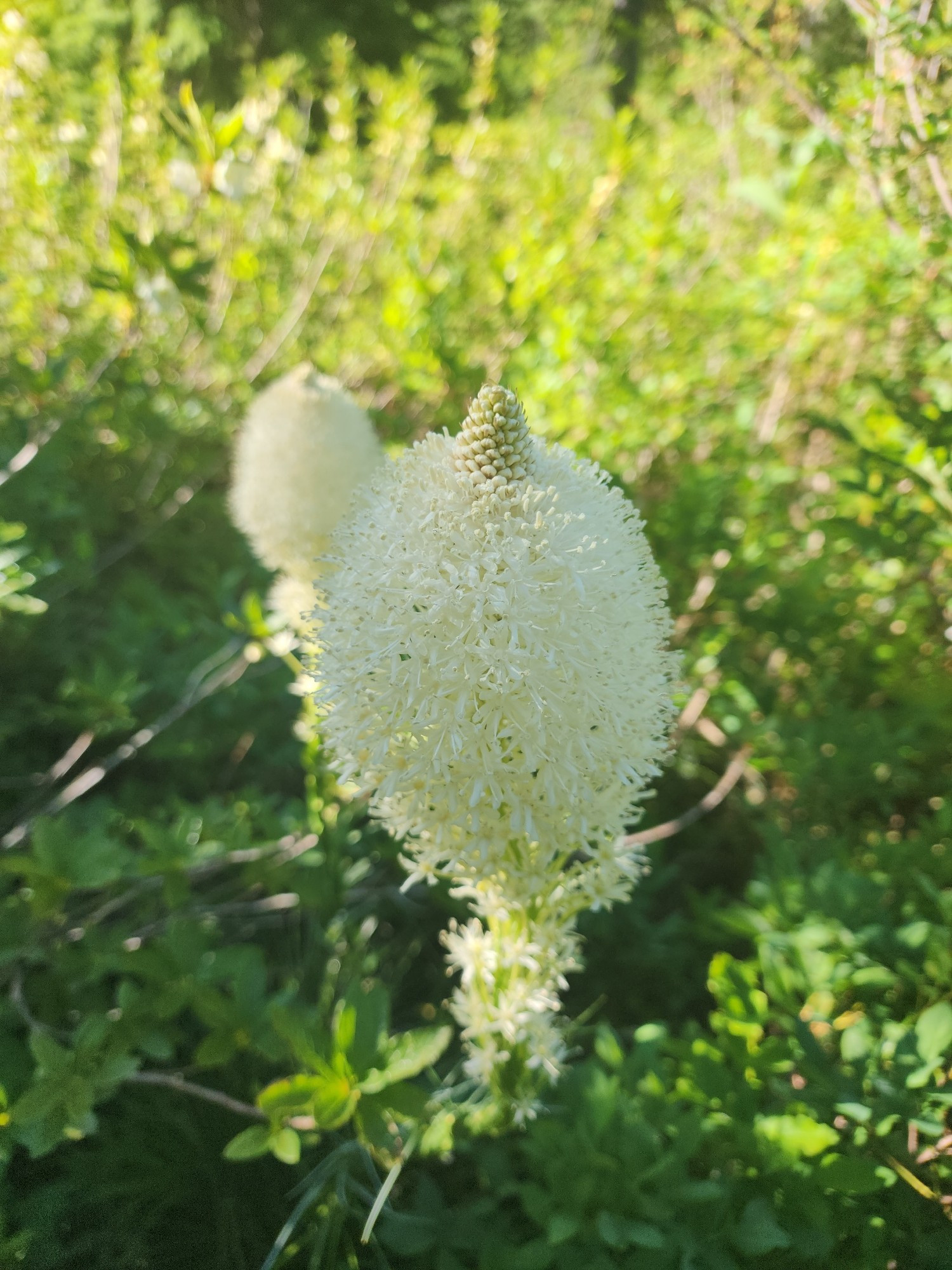 The white and fluffy flower spike of bear grass.