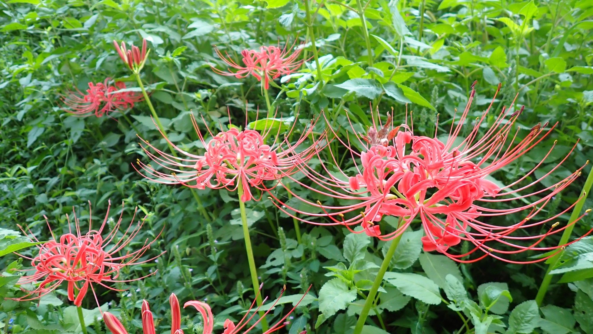 赤い彼岸花たち。