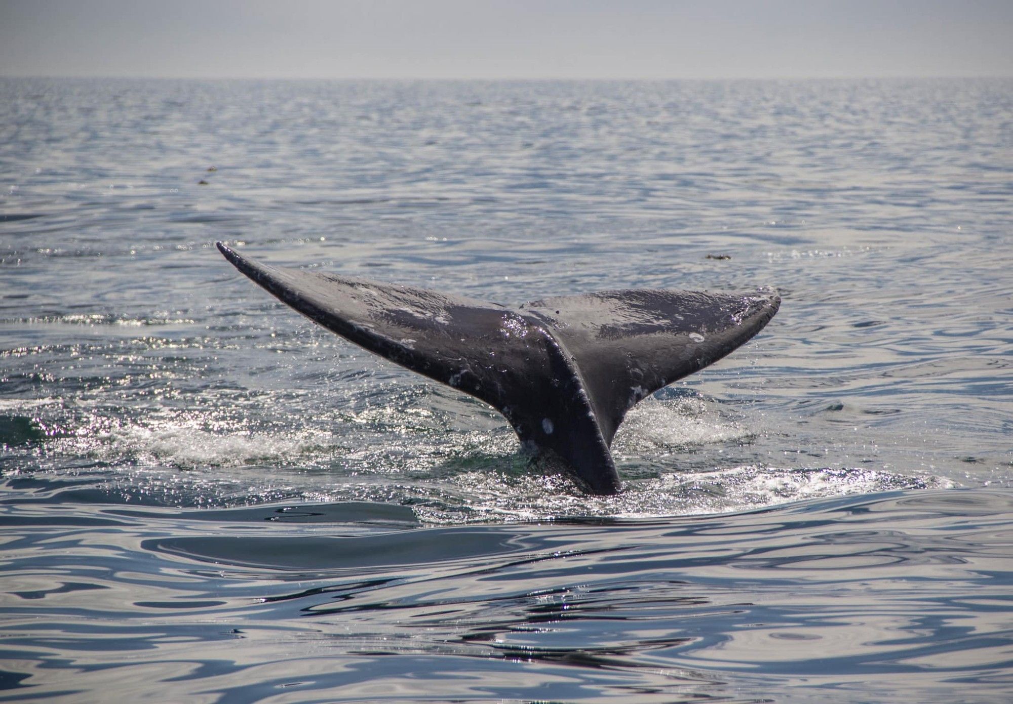 fluke of a gray whale