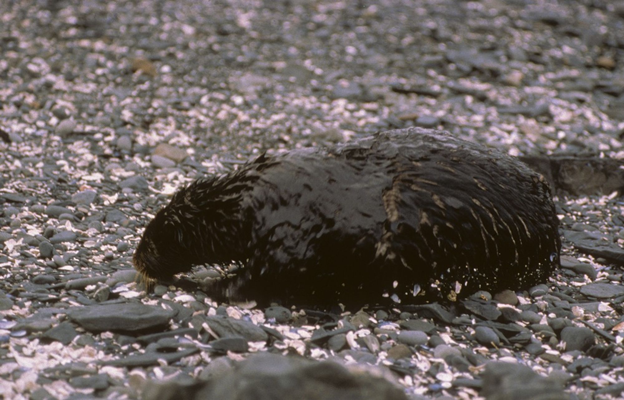 sea otter covered in oil walking along rocky beach