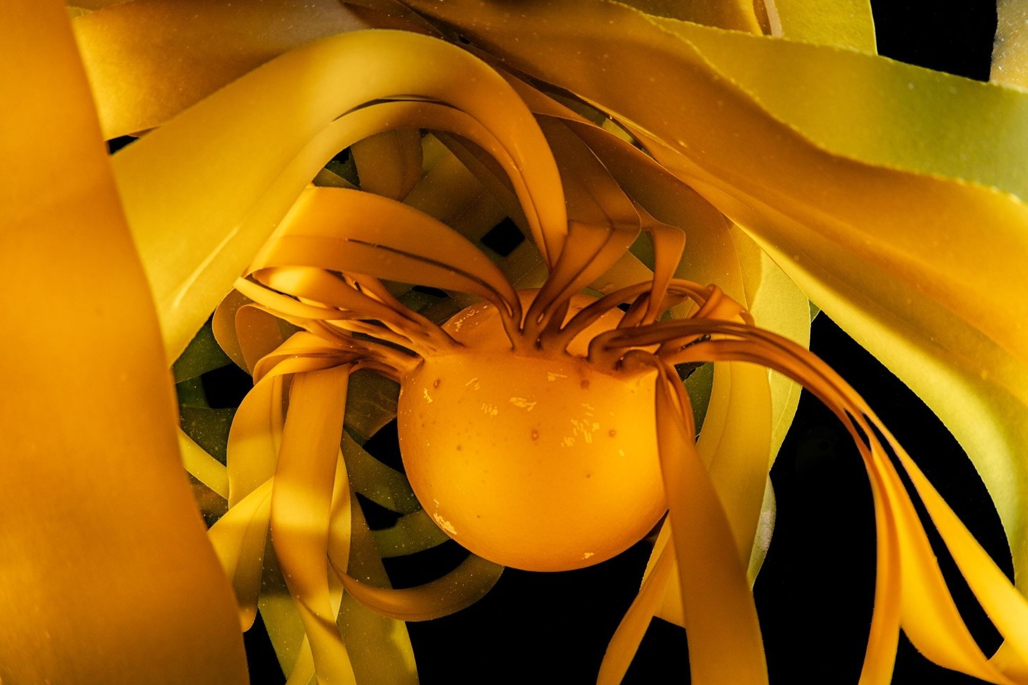 close up image of the top of a bull kelp gas filled float with the blades swaying above it