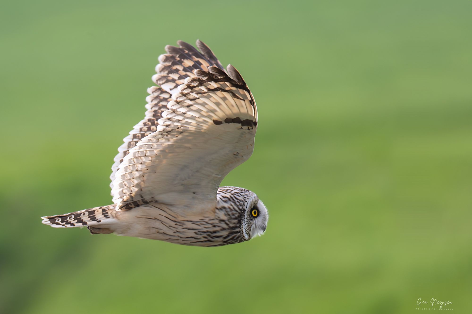 Velduil in vlucht