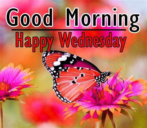Orange butterfly on pink flower with the words good morning happy wednesday