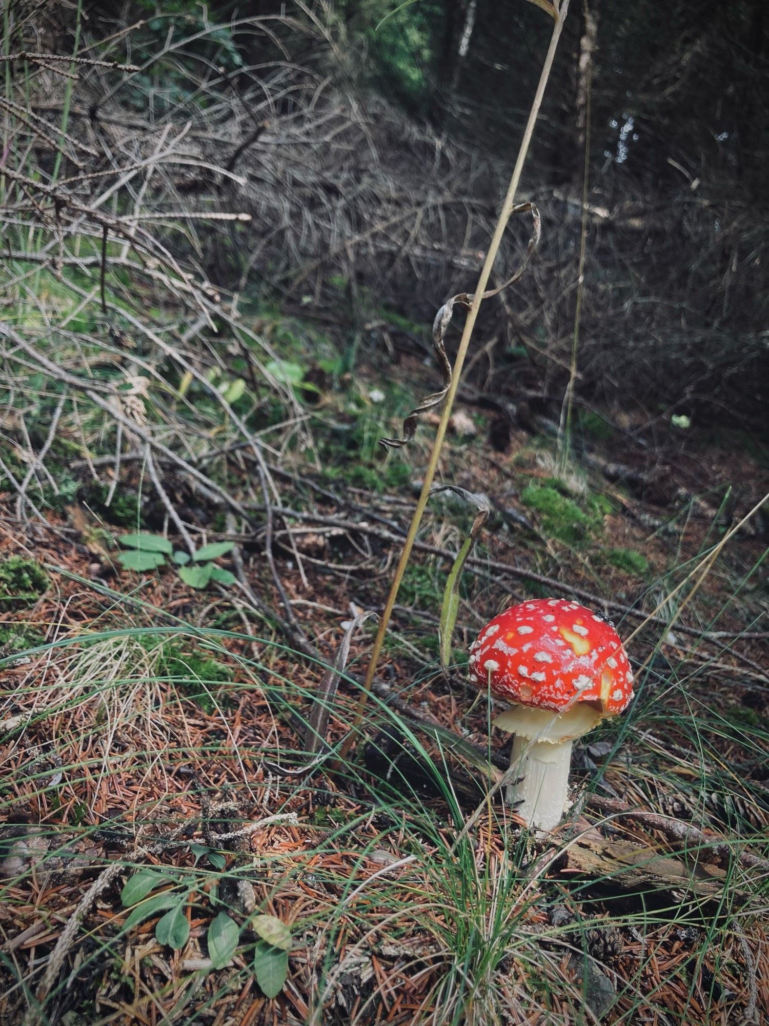 Prachtvoller kleiner Fliegenpilz auf nadeligem Waldboden mit saftig grünen, zarten Grasbüscheln…