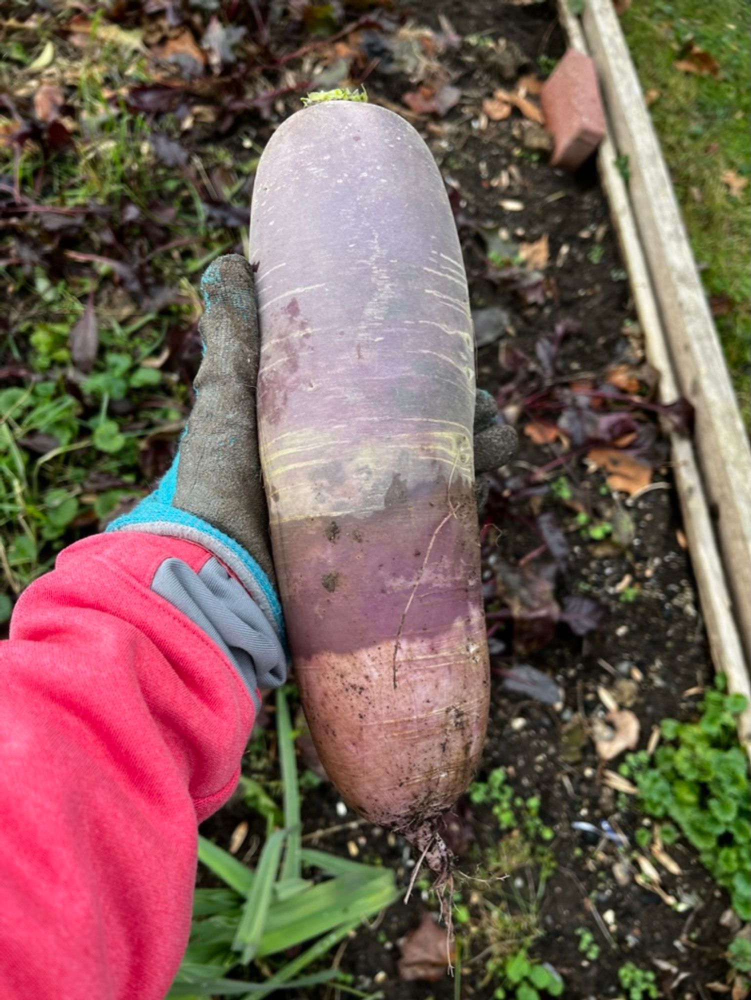 A large, purple daikon in a small, blue-garden gloved hand. The daikon radish about 10 inches long and so thick it barely rests in the palm. It is a dusty purple with cream colored horizontal threading and a dinky little rootlet protruding from its bottom. The green top leaves have been twisted off leaving a tiny brush of stems at the top. The background is a raised wodden garden bed with rich dark soil and lots of weeds.