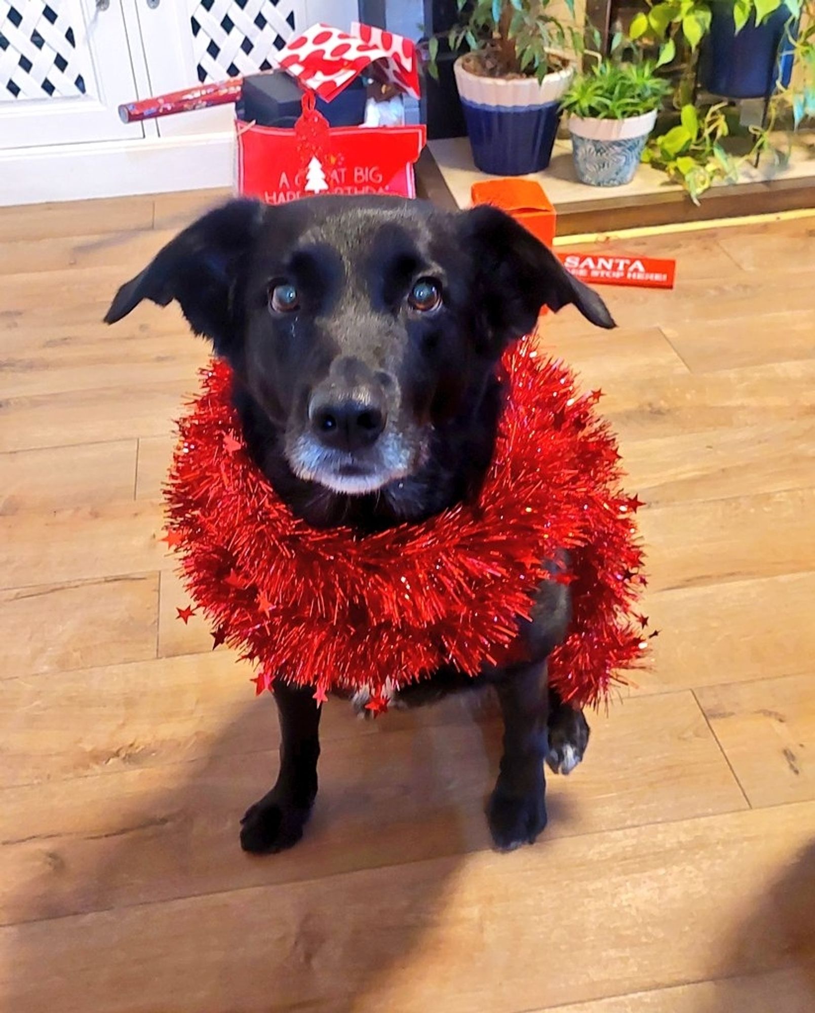 Black and white collie lab mix sitting down with red tinsel around her neck