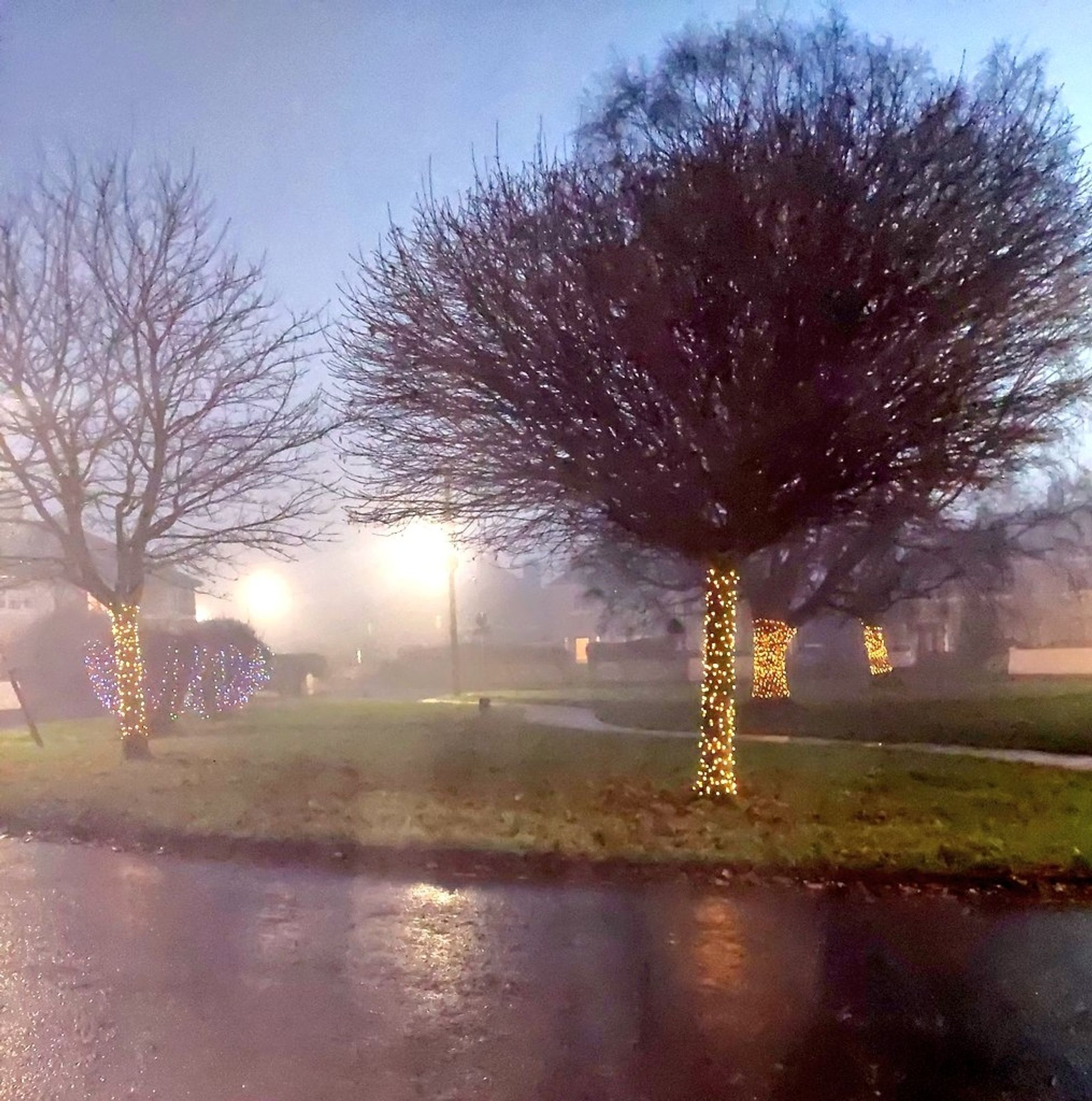 Fog falling over a green area where all the tree trunks have been decorated with Christmas lights