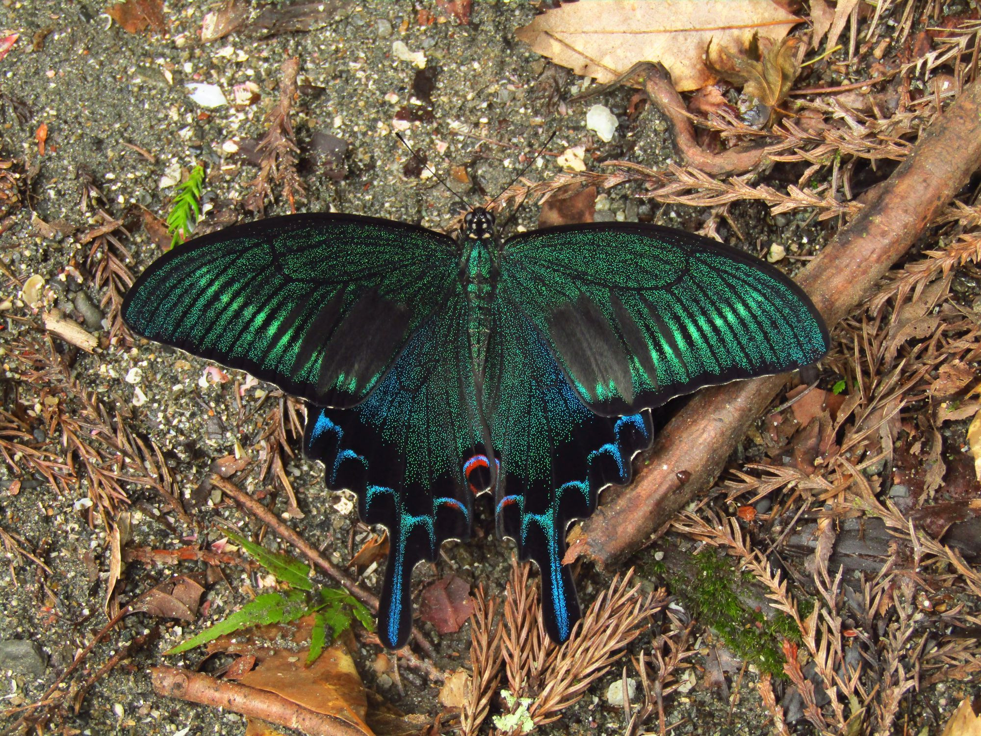 Papilio maackii butterfly