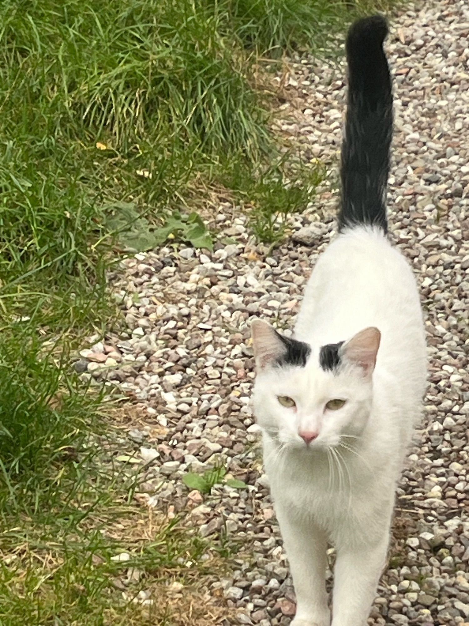 Weiße Katze mit schwarzem Schwanz im Wald mit Herbstlaub von vorne.