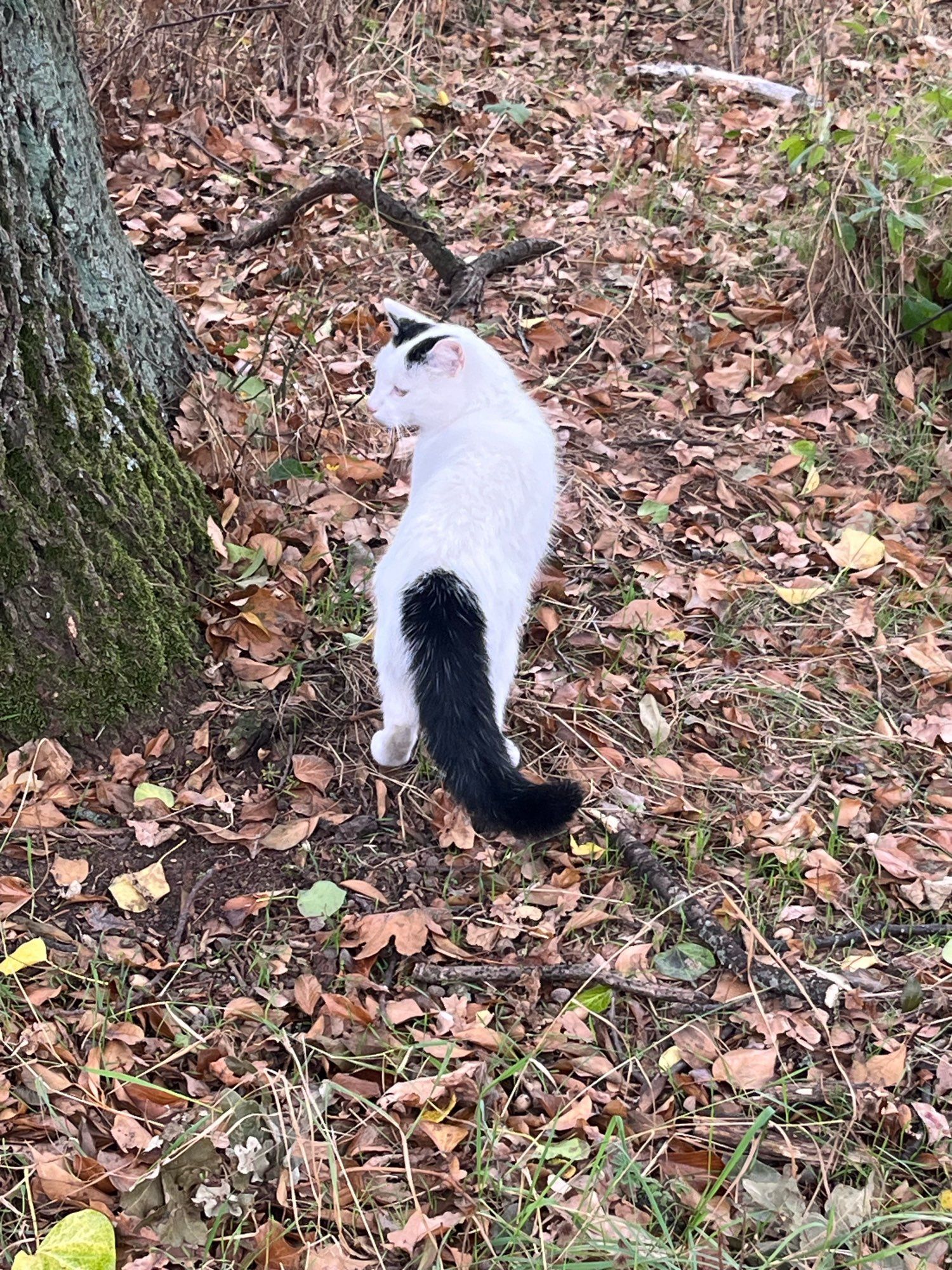 Weiße Katze mit schwarzem Schwanz im Wald mit Herbstlaub von hinten.