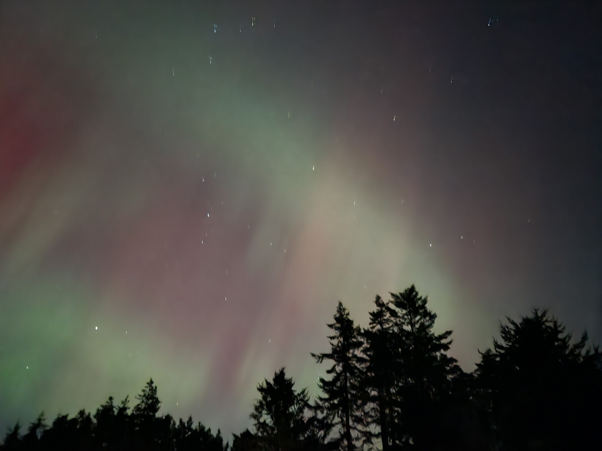 Photo of the aurora with a foreground of black pine trees