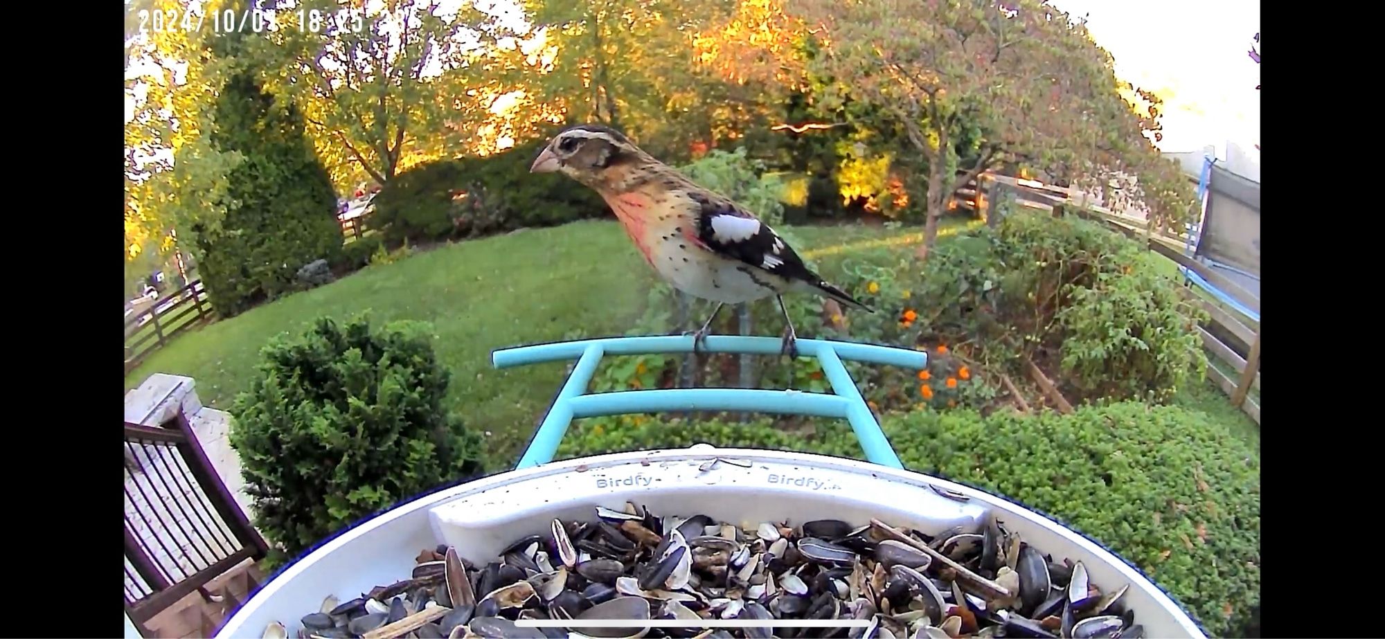 A juvenile grosbeak sits on the perch of my birdfeeder. He has a brown and white striped head, a beak shaped like a cardinal’s, rose colored feathers on his neck, a white belly, and black wings with starkly contrasted white spots. He is looking off to the left of the photo with his neck stretched out to see whatever he’s looking at