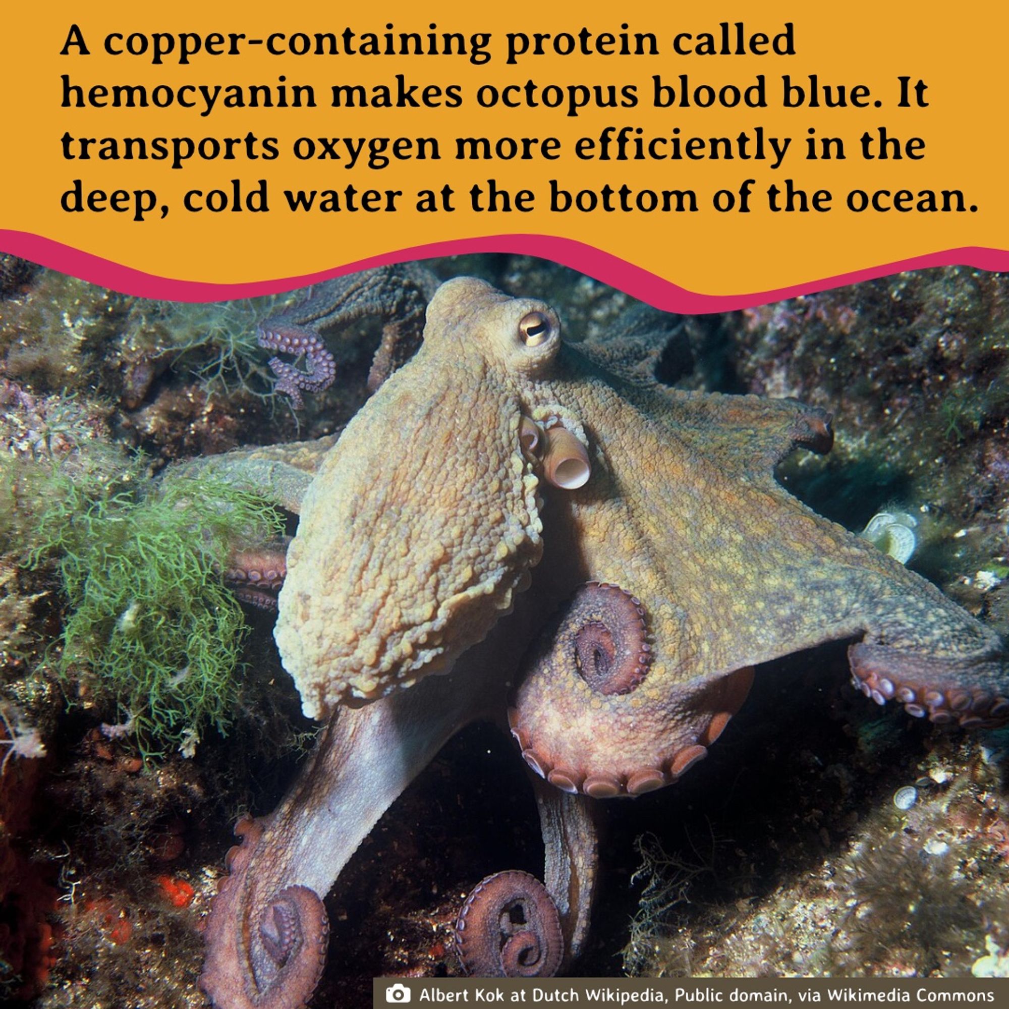 A common octopus, coloured beige with pink on its arms, swims on along the rocky sea floor.
Photo by: Albert Kok at Dutch Wikipedia, Public domain, via Wikimedia Commons
Text: A copper-containing protein called hemocyanin makes octopus blood blue. It transports oxygen more efficiently in the deep, cold water at the bottom of the ocean.