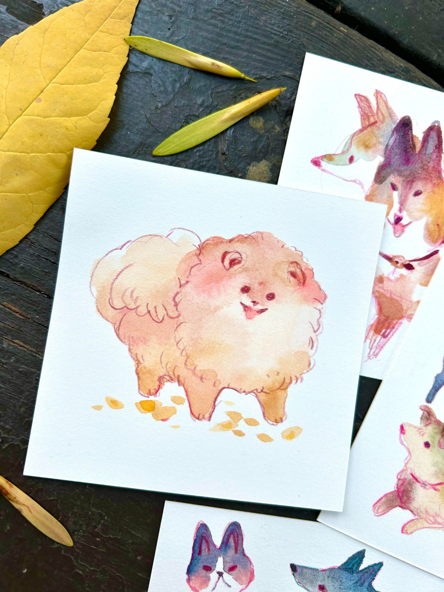 watercolor pomeranian sketch