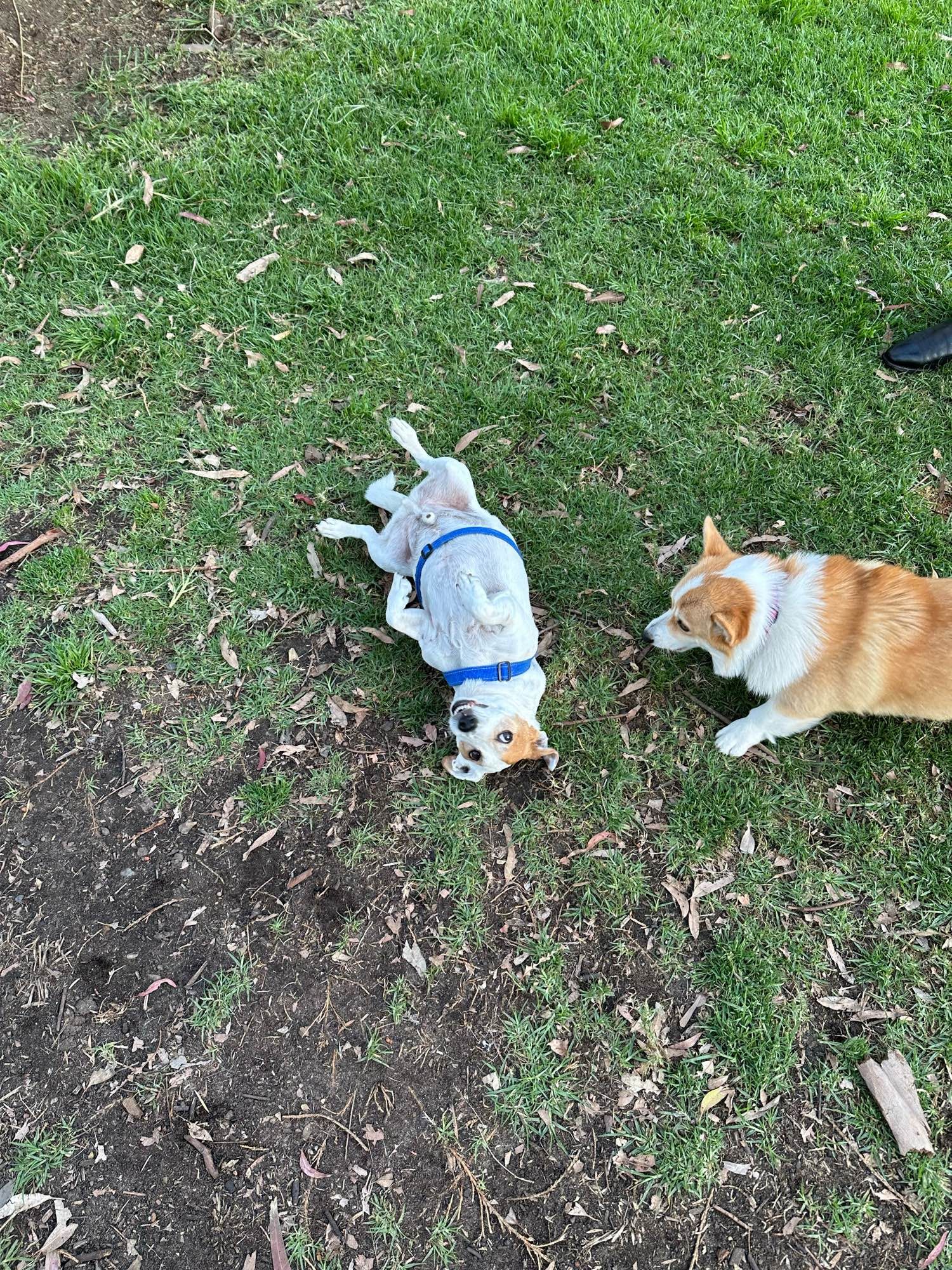 A small white dog that has laid on his back in the grass, with another small tan and white dog circling nearby.