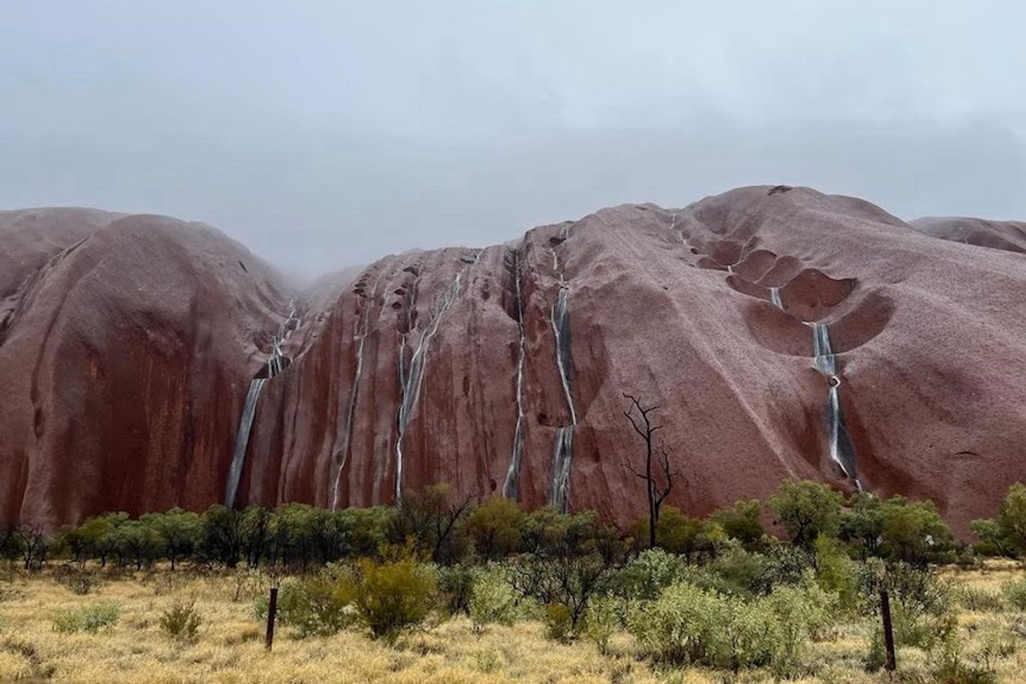 Looking at a section of Uluṟu from relatively nearby. In the foreground are yellow bushes and a few trees. In the distance is the geological feature. Rain has caused waterfalls to run down its many gaps.