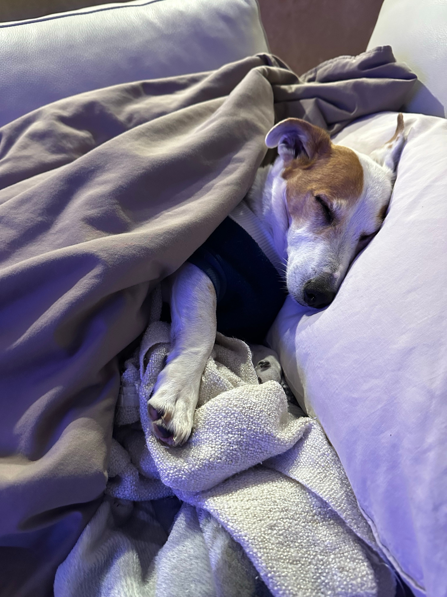 A small white dog sleeping on a couch with his head on a pillow. He is enclosed in a number of blankets. 
